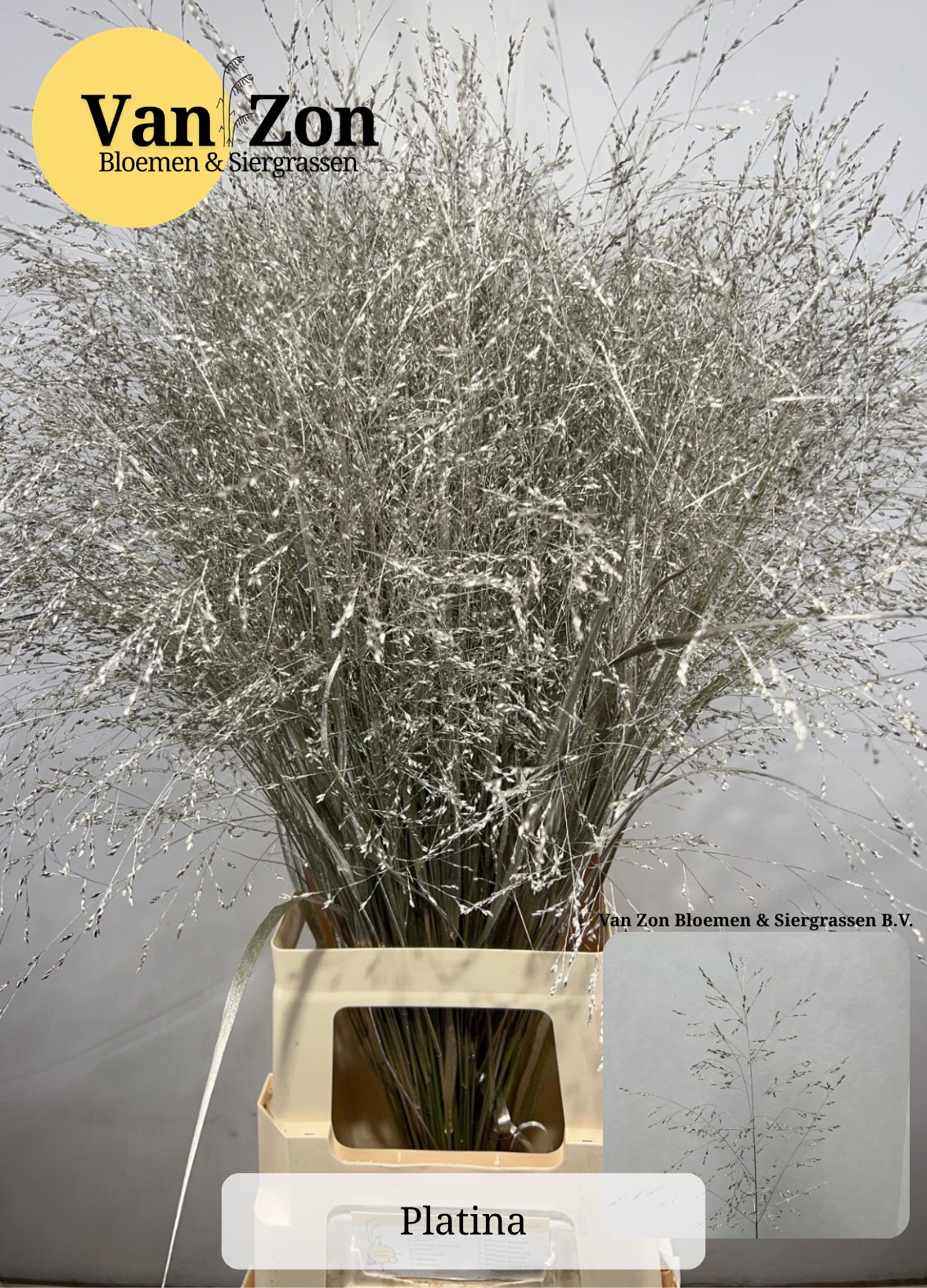 Ornamental Grass Painted (PANICUM)