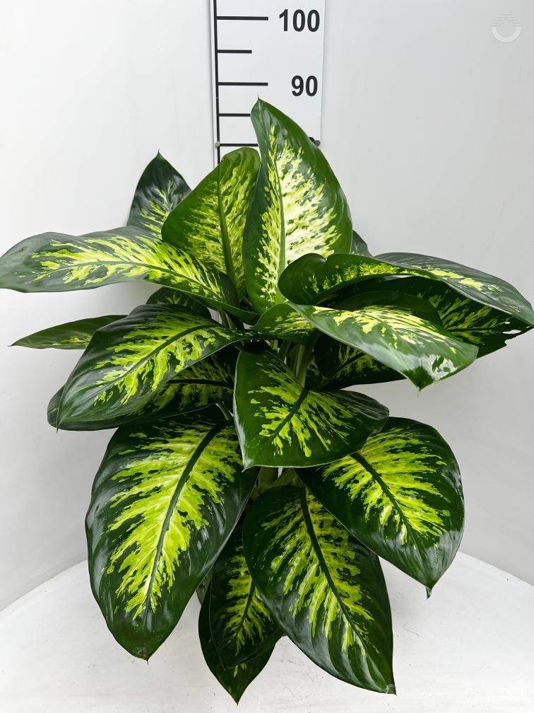 Dieff Seg Tropic Sno 21Ø 85cm