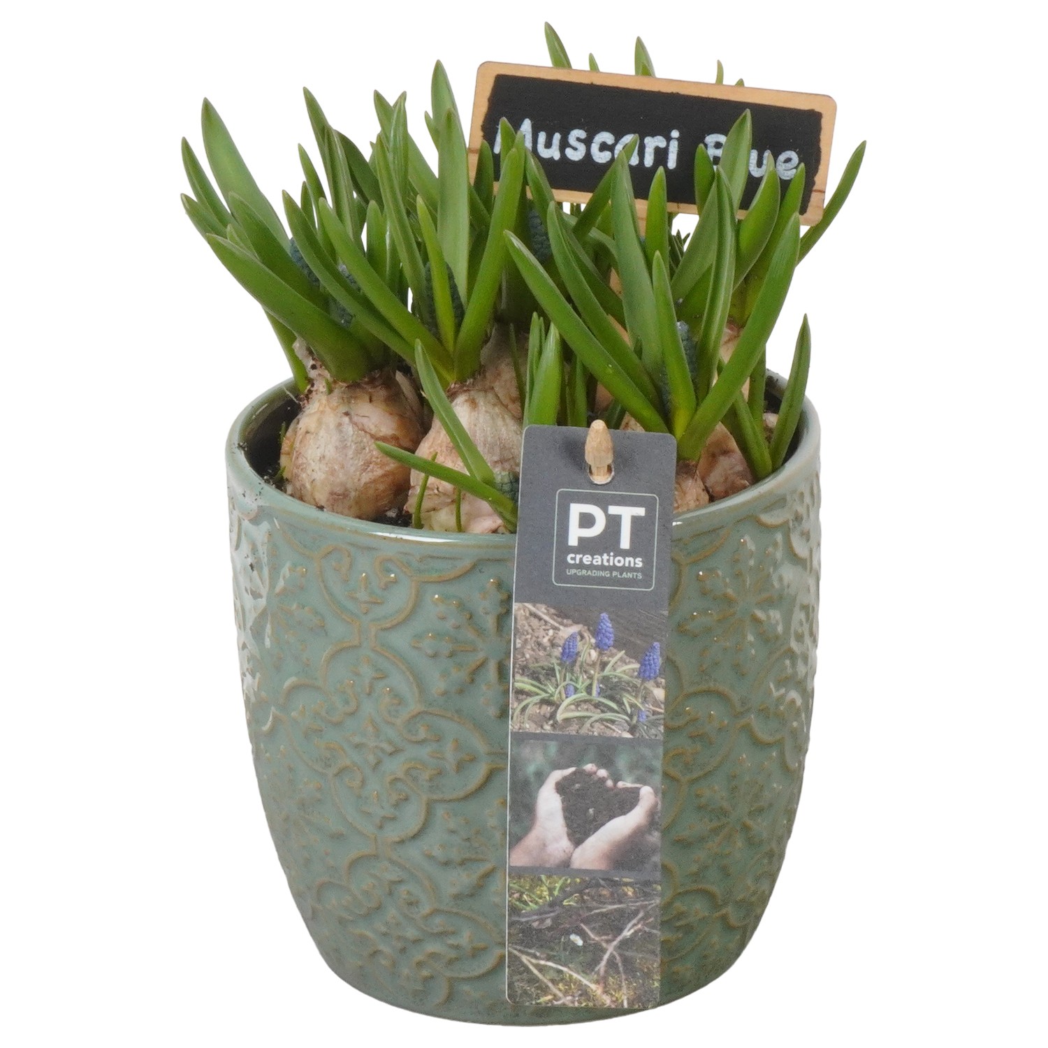 Picture of PTMB1082 Arrangement Muscari in ceramic pot P12 19CM