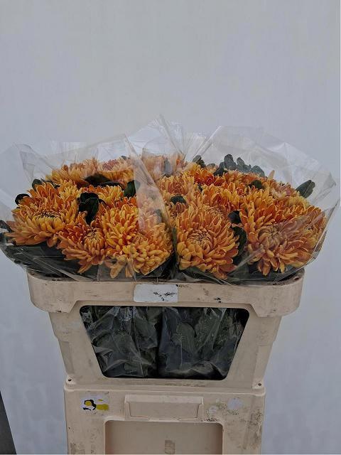 Chrys Single Astro 70cm 90gram