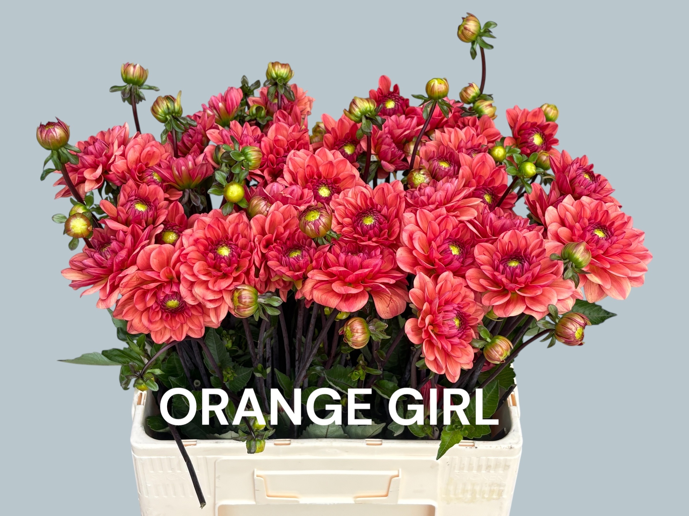 Dahl Orange Girl
