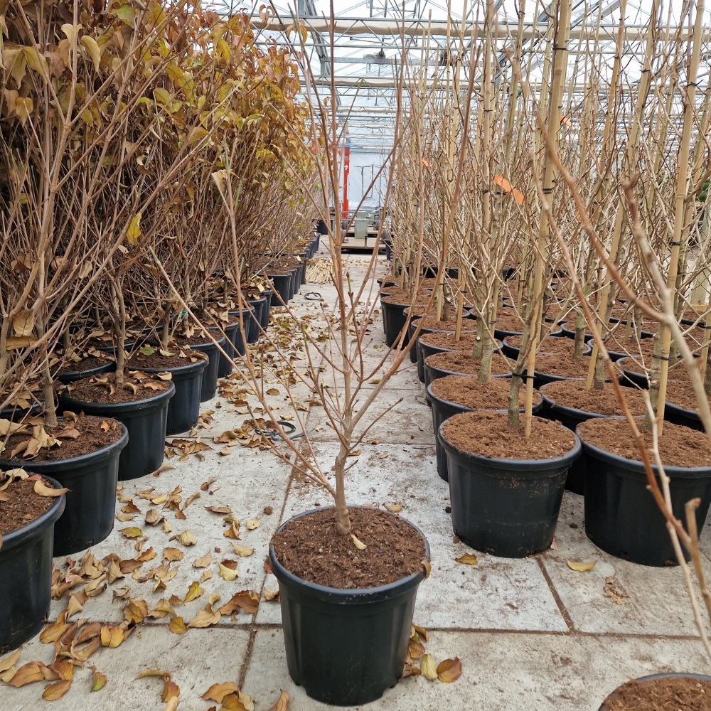 Picture of Cornus kousa Schmetterling P36 140CM (LOOSE)