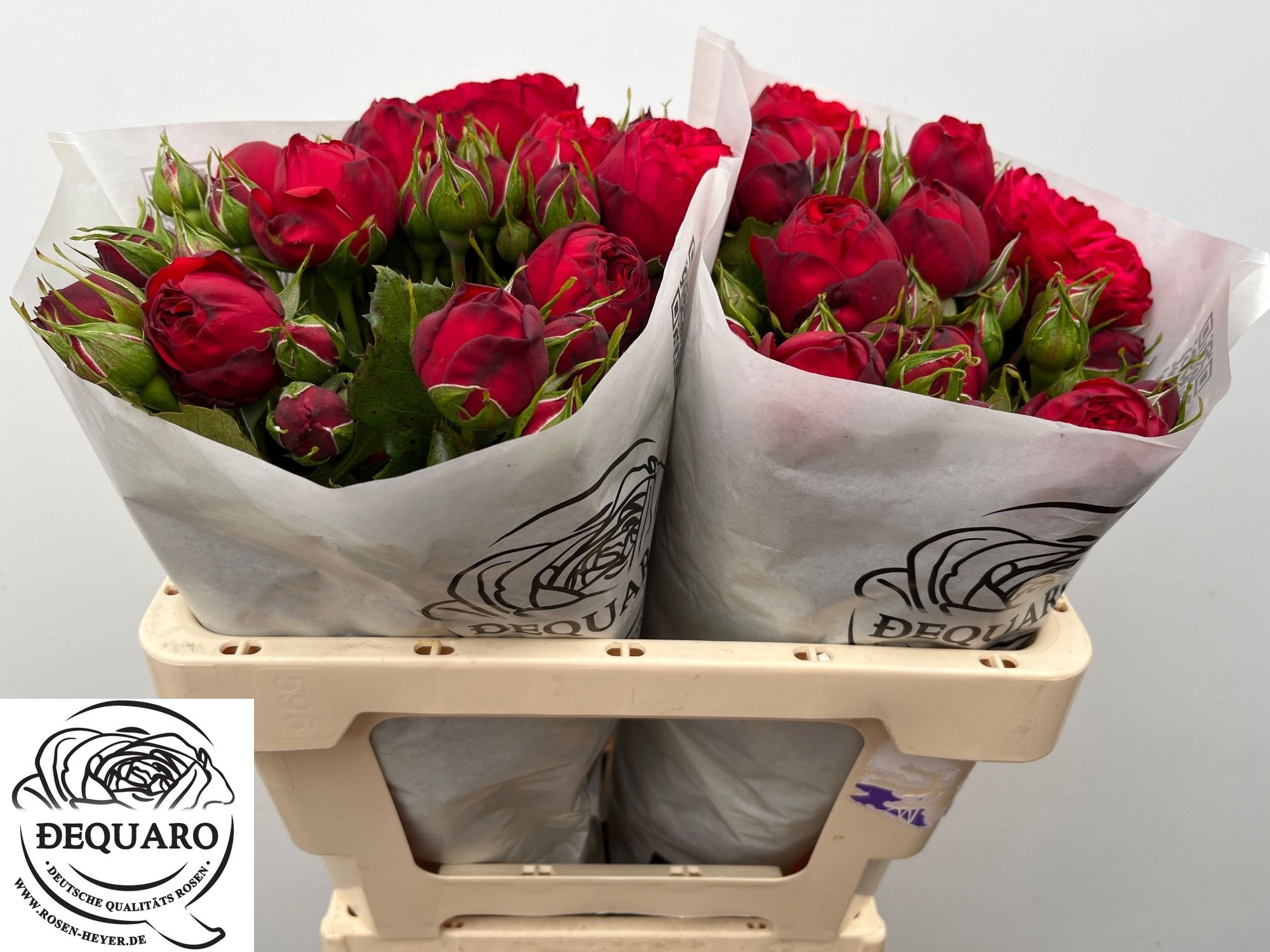 Rosa Garden Red Piano 50cm