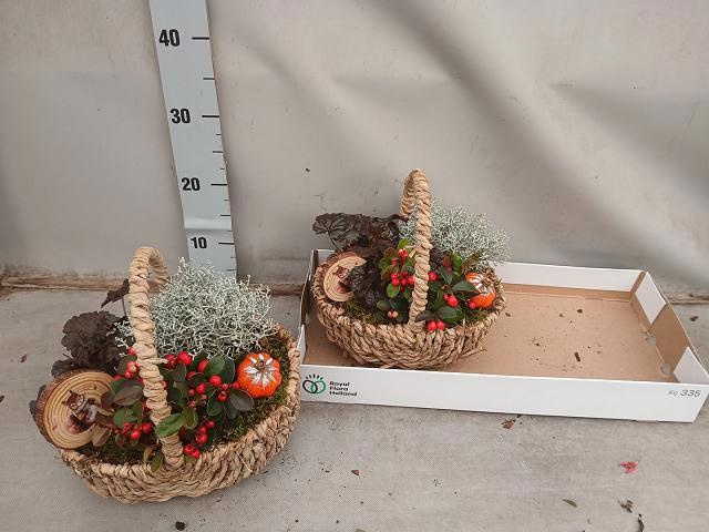 Arr Tuinplanten 25P 25cm