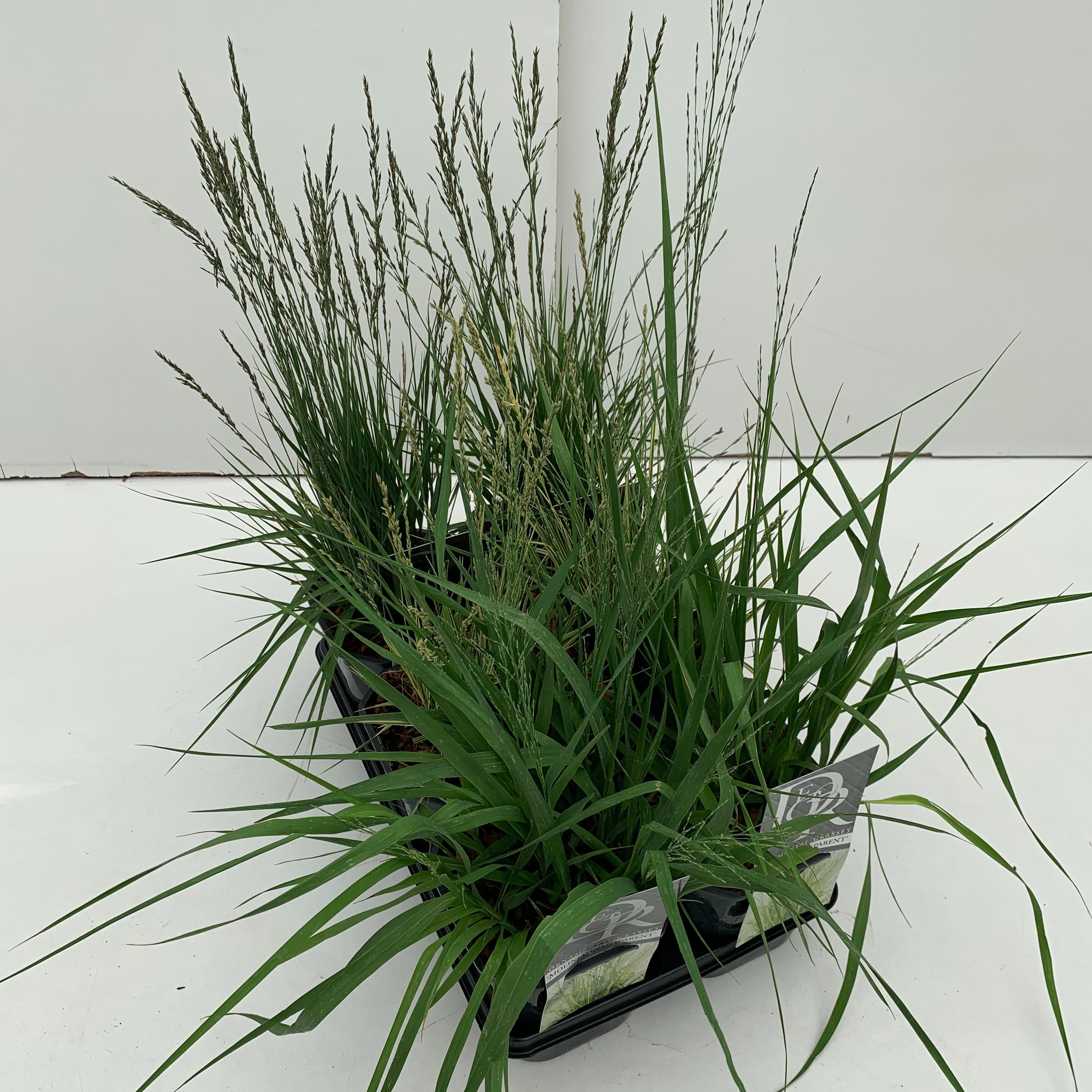 Molinia mix in tray