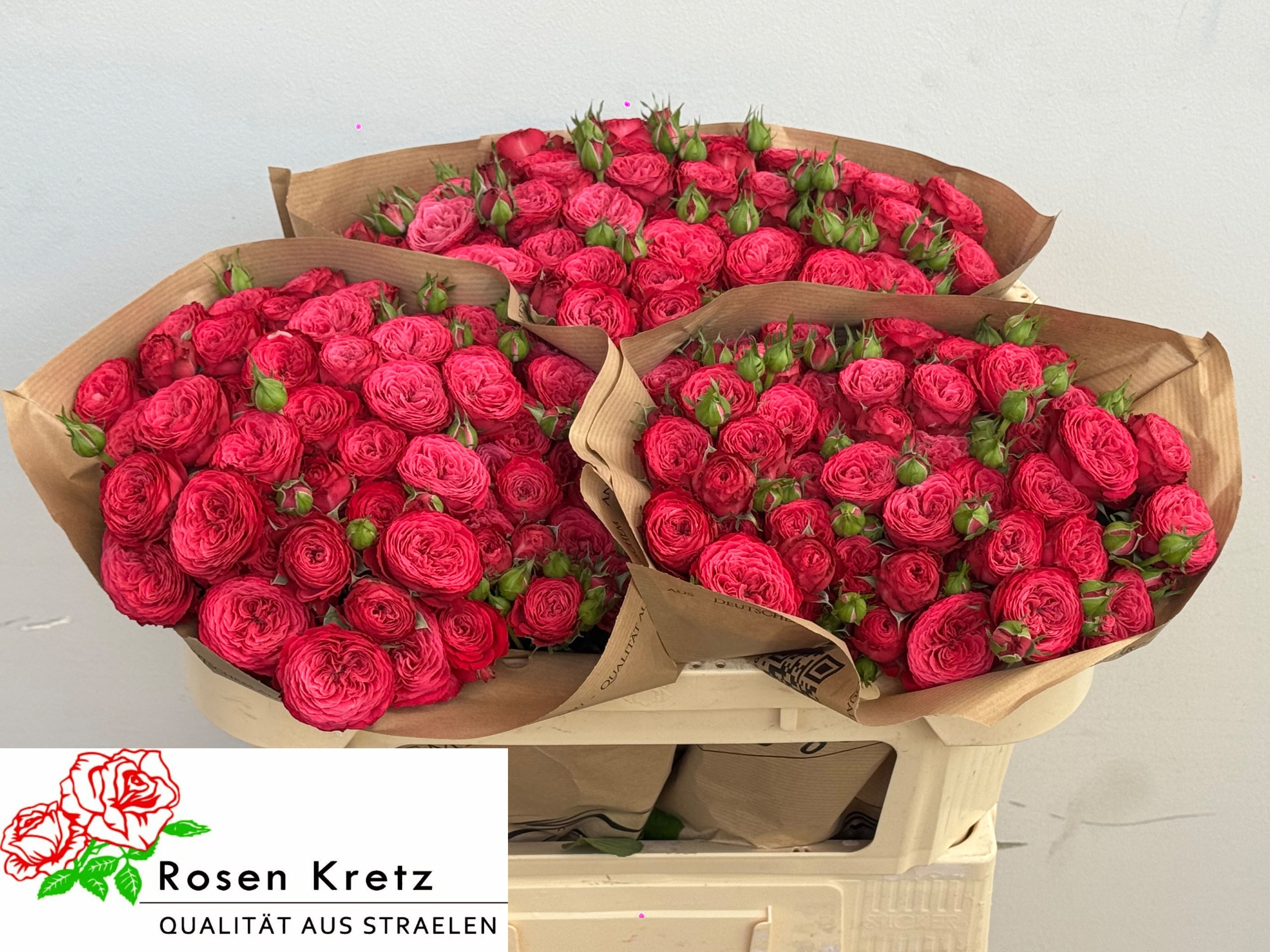 Rosa Spray Rush 60cm