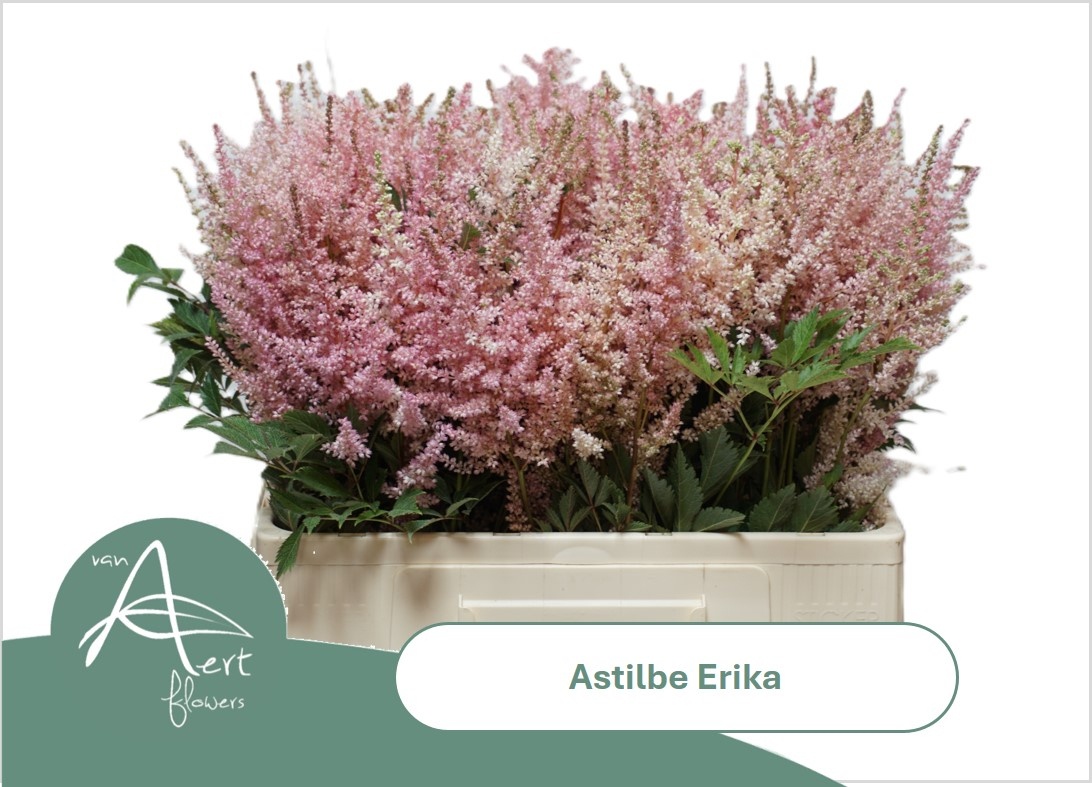 Astil Ar Erika
