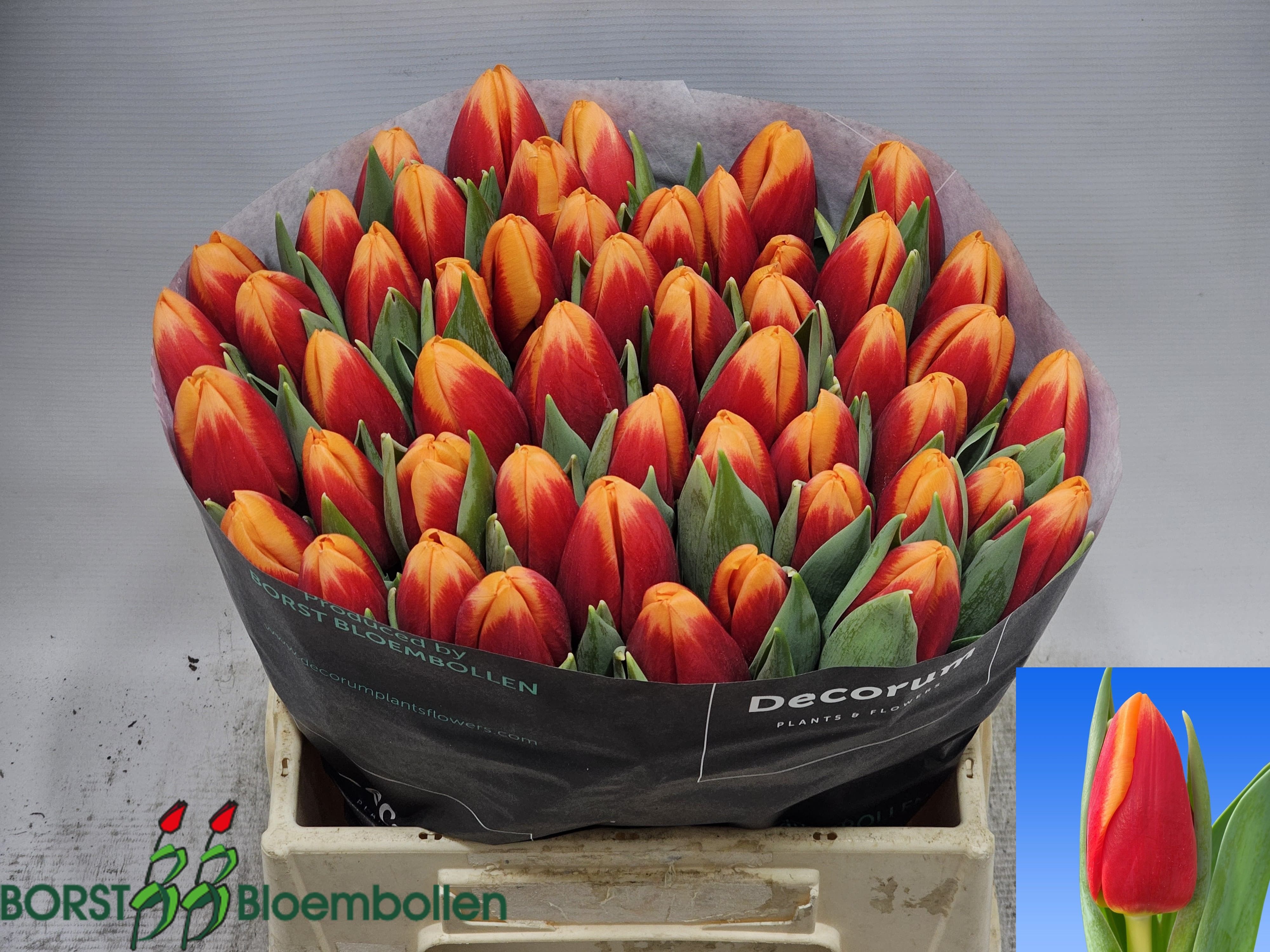 Tulipa Spirit 40cm 40gram