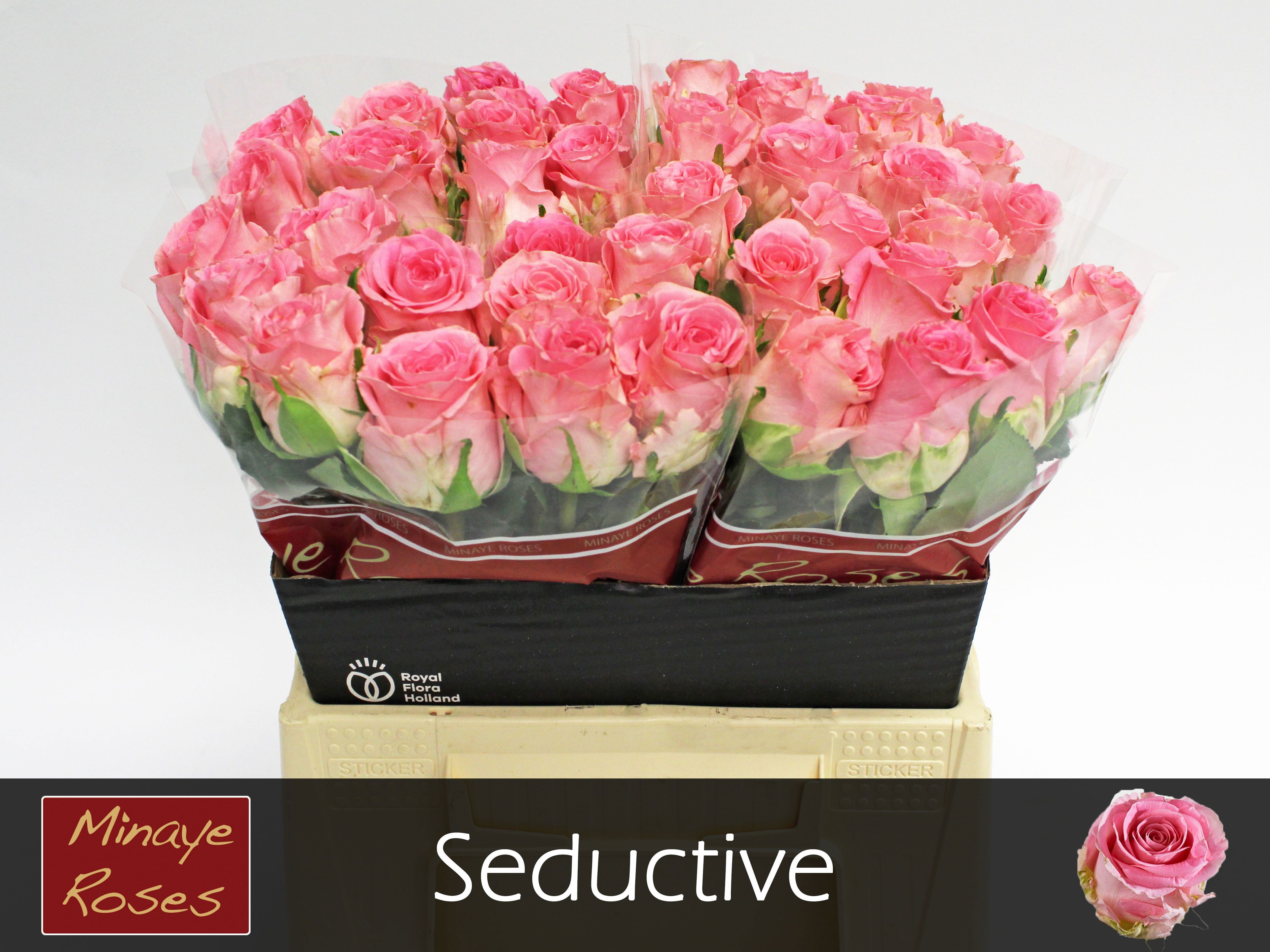 R Gr Seductive@