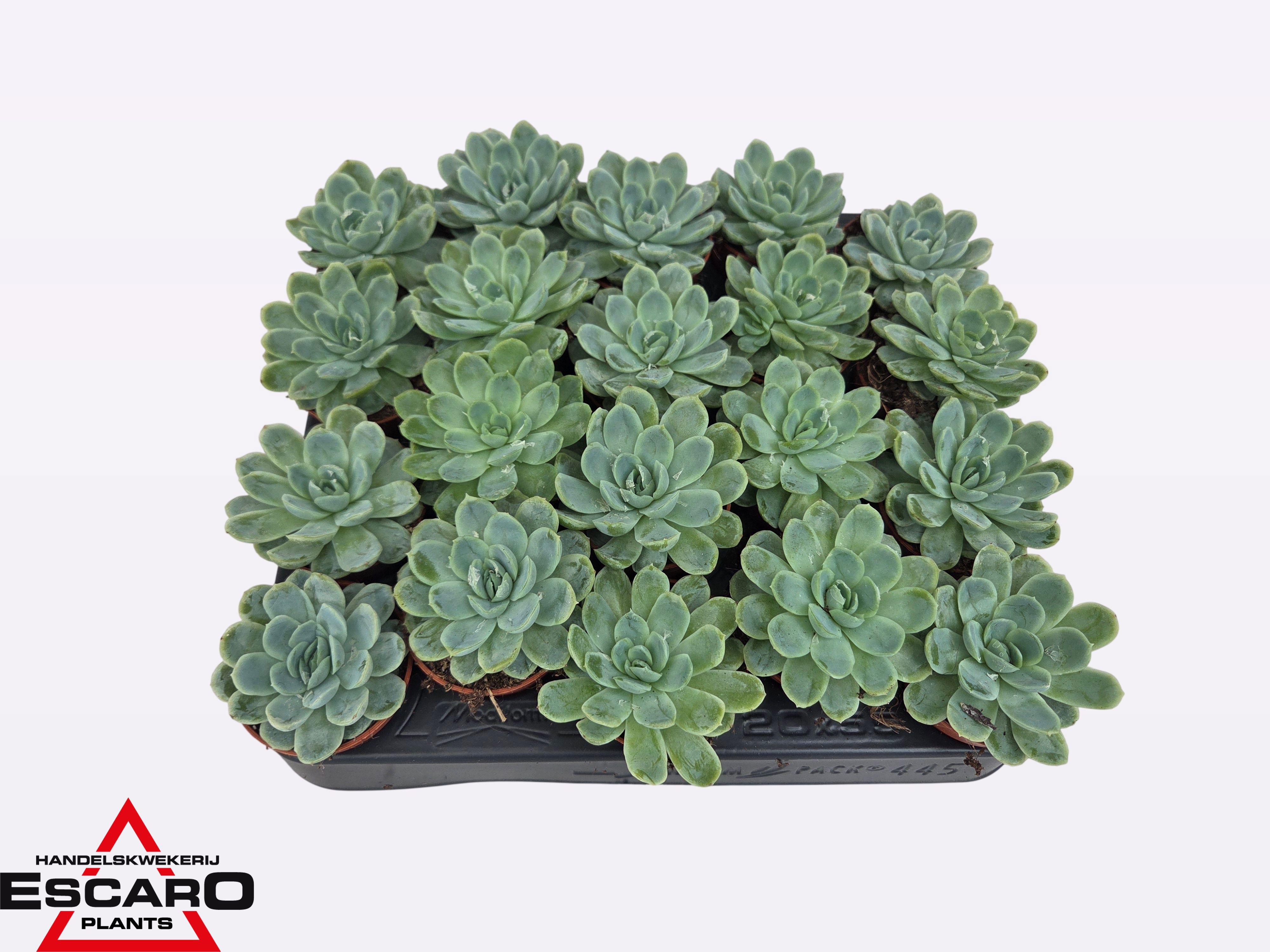 Echeveria elegans