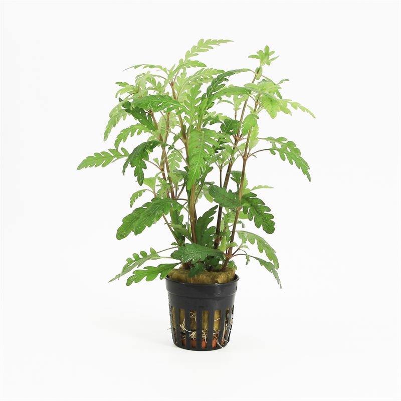 Hygrophila pinnatifida