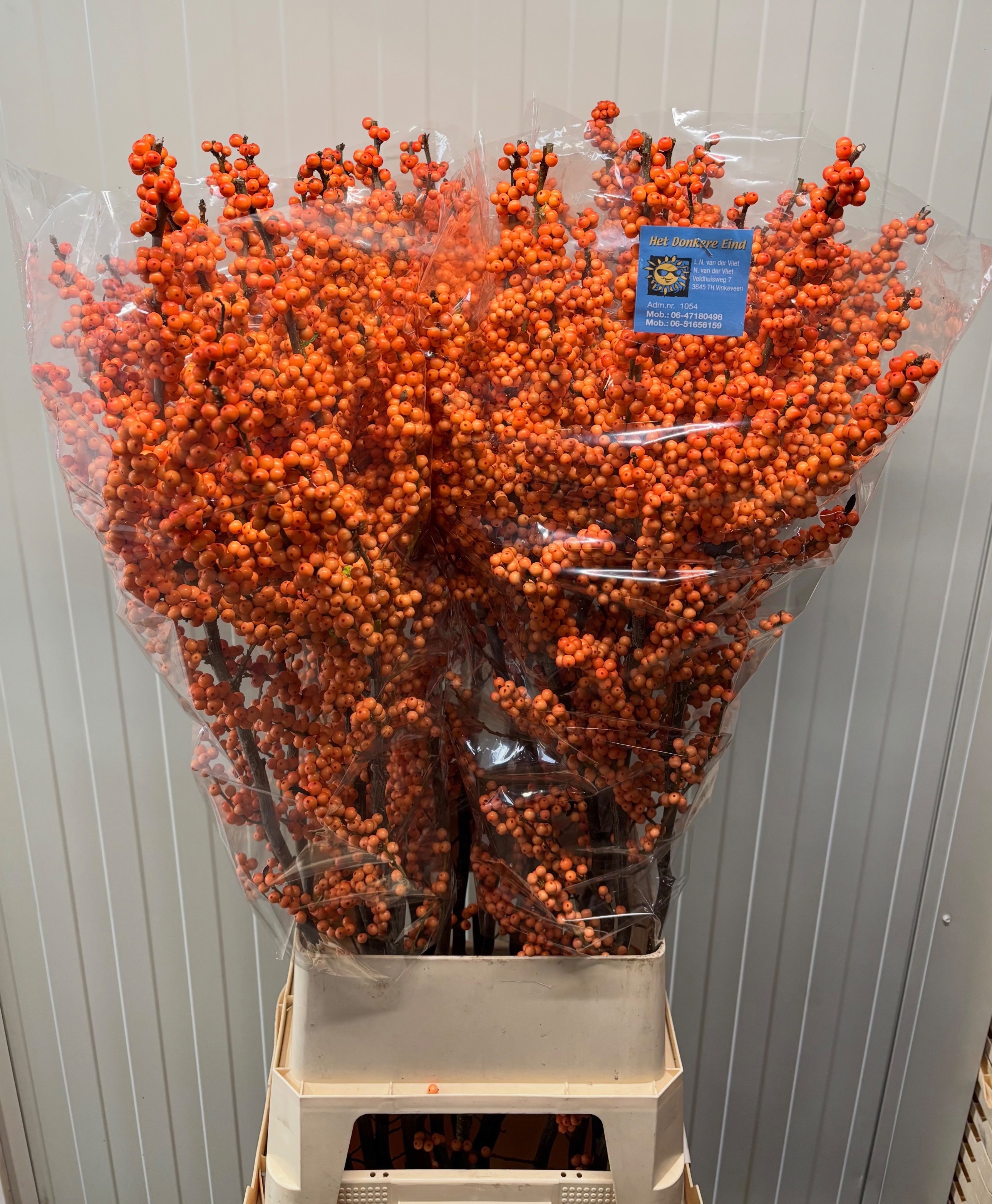Ilex Winter Gold 120cm