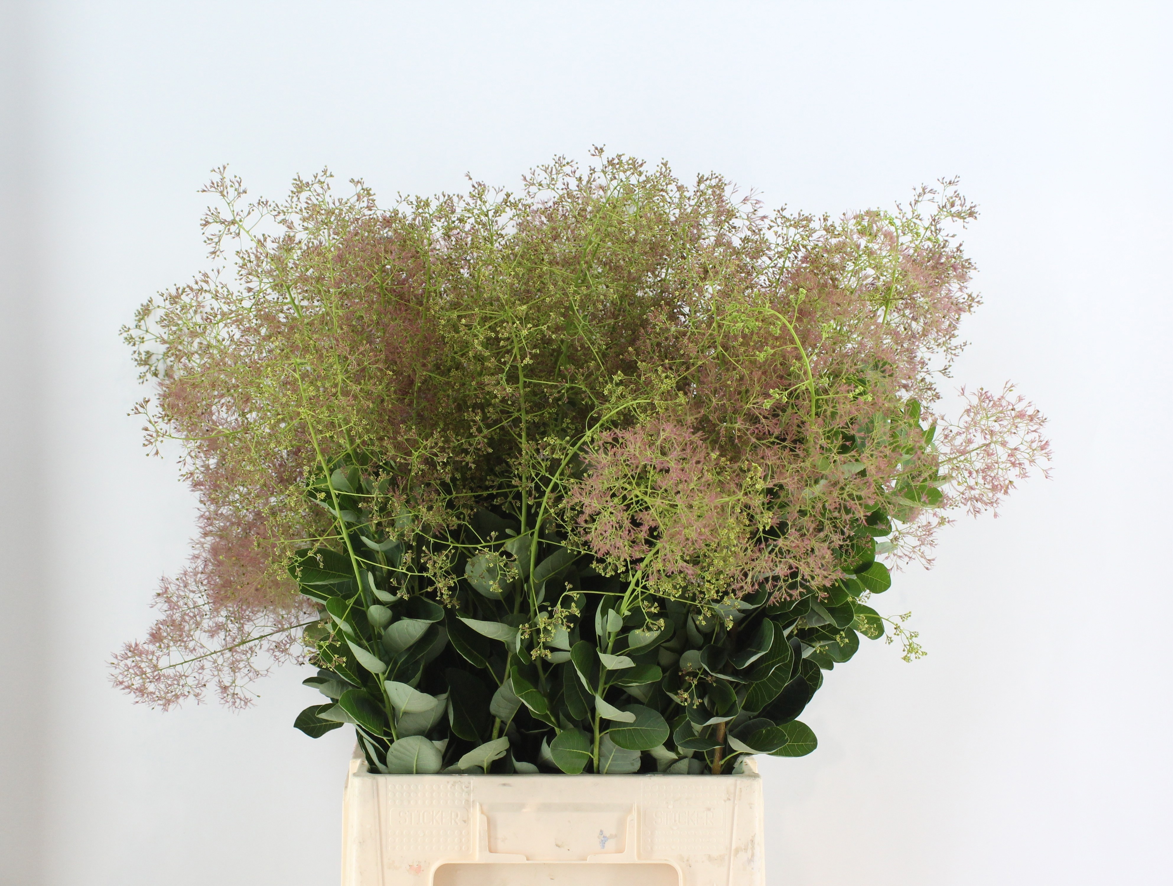 Cotinus Youn L Decor 90cm