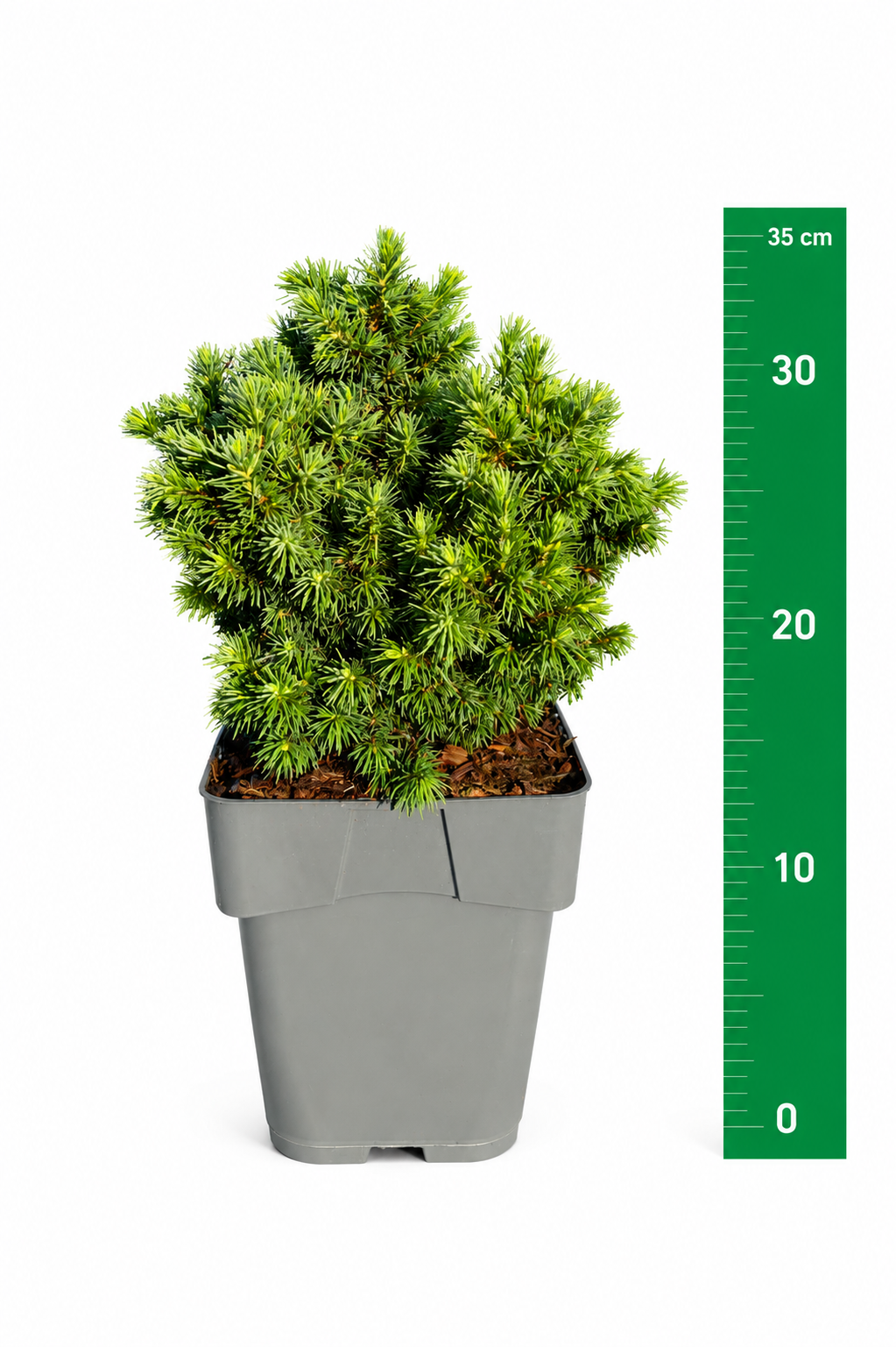 Picea gl. 'Alberta Globe'