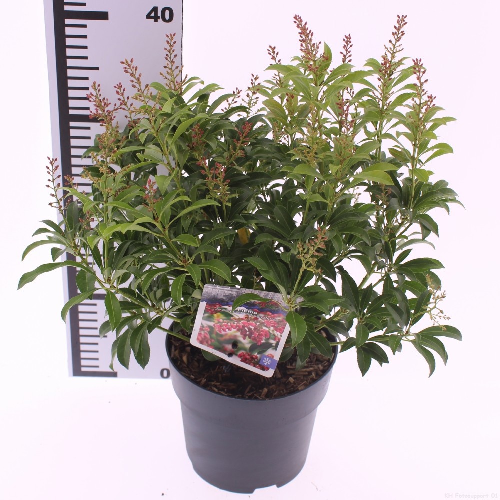 Picture of Pieris jap. 'Passion'