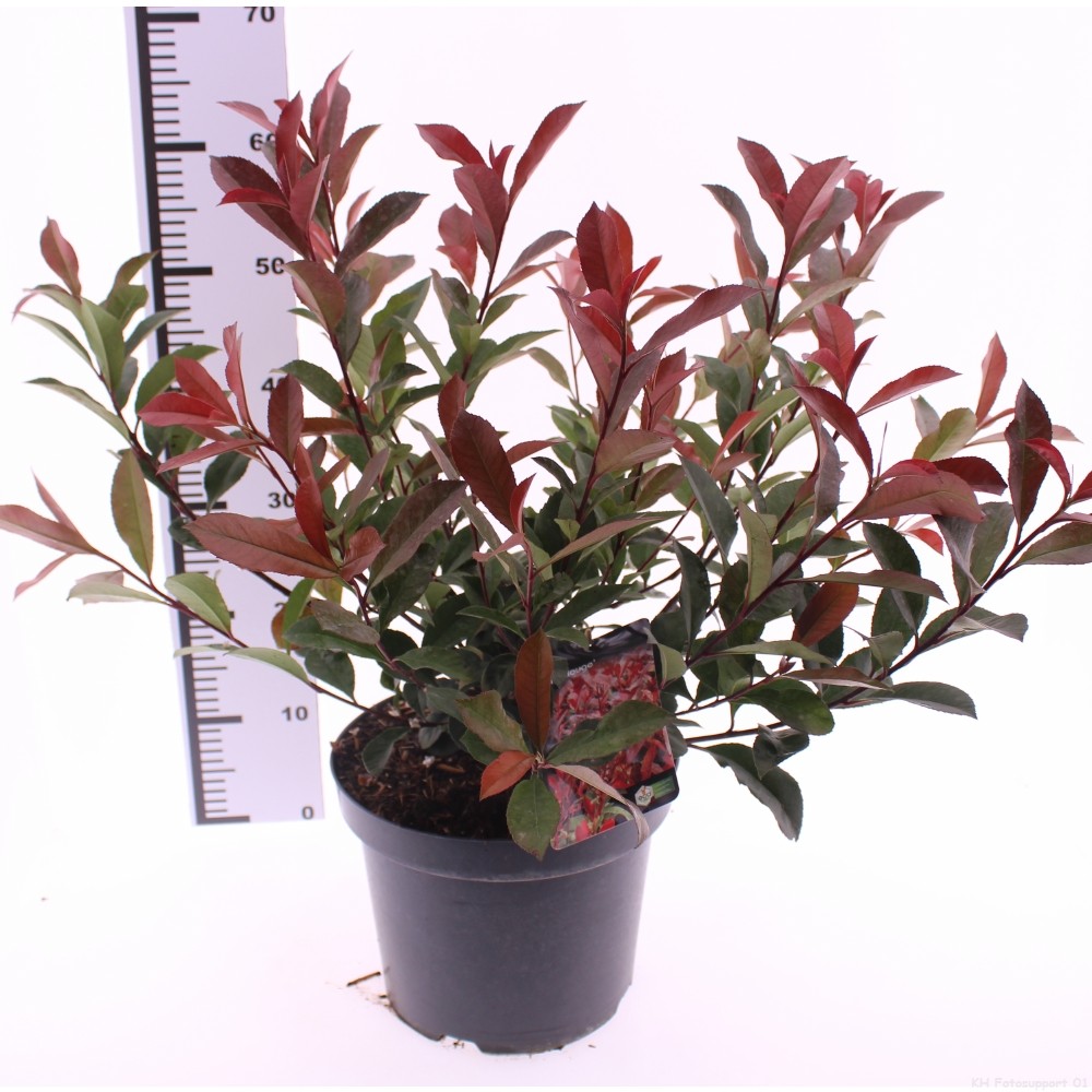 Picture of Photinia fraseri 'Carré Rouge'