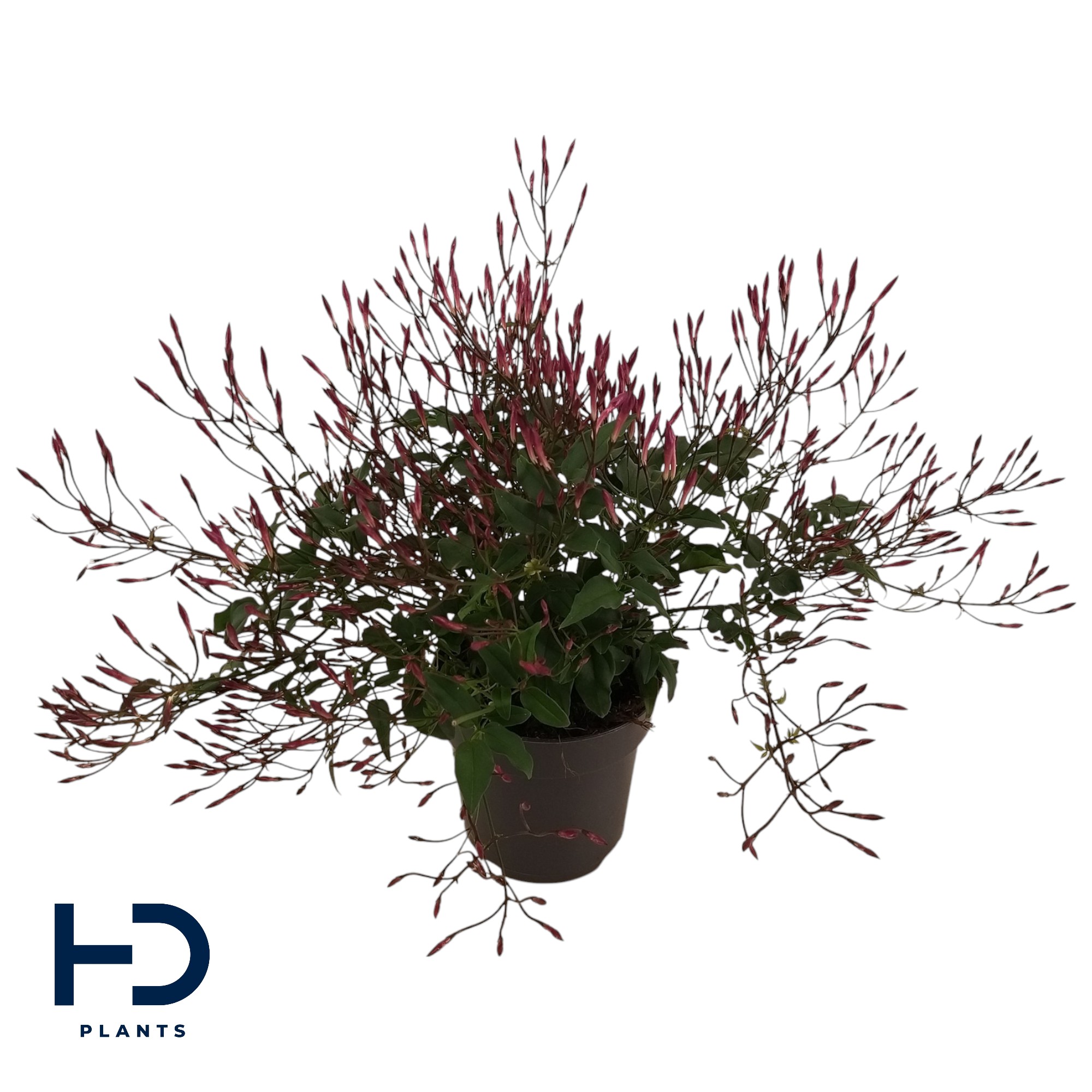 Picture of Jasminum Polyanthum Passion Dark Pink 300+ buds P12