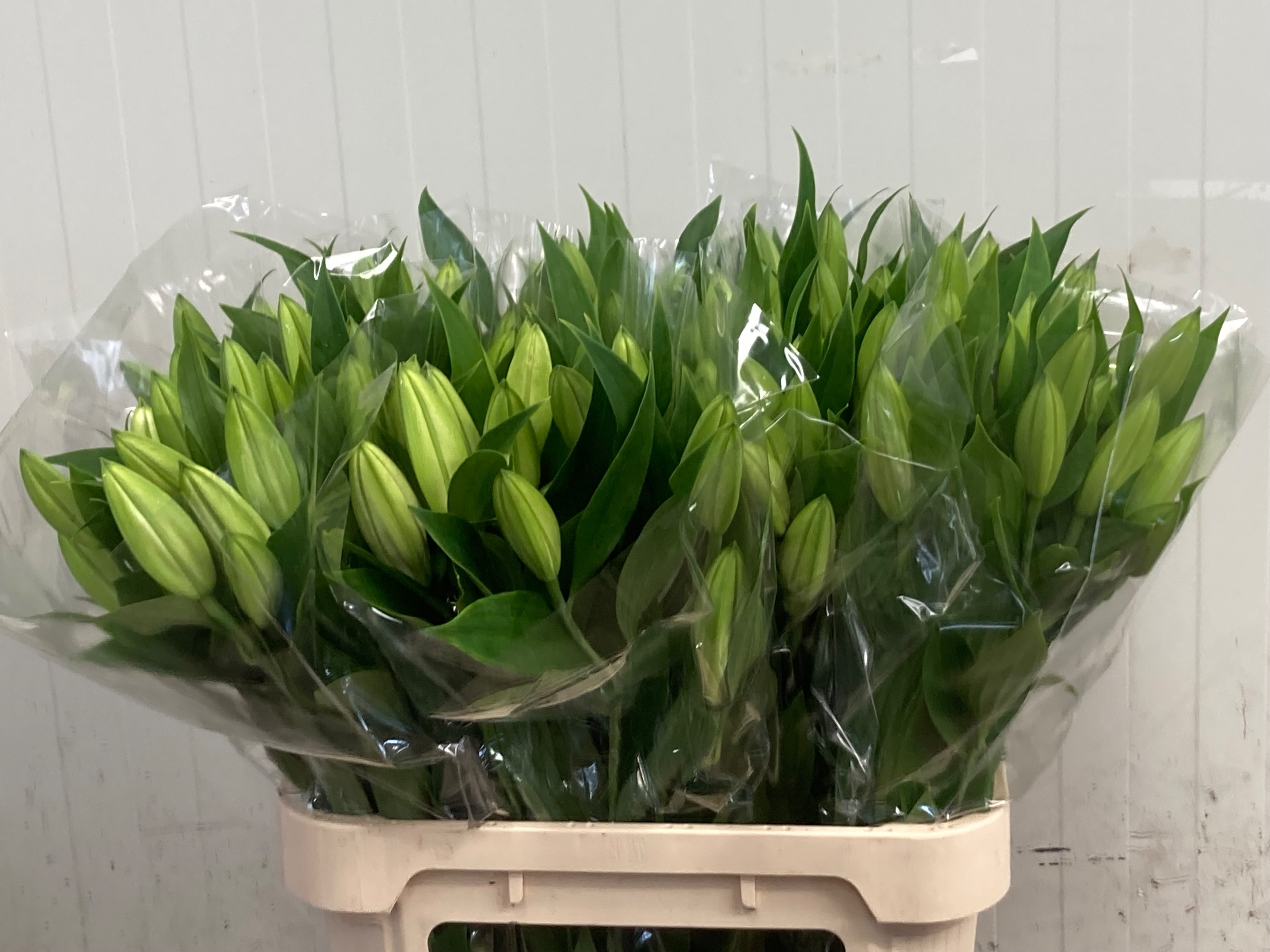 Lilium Or Santander 70cm 2/4bl
