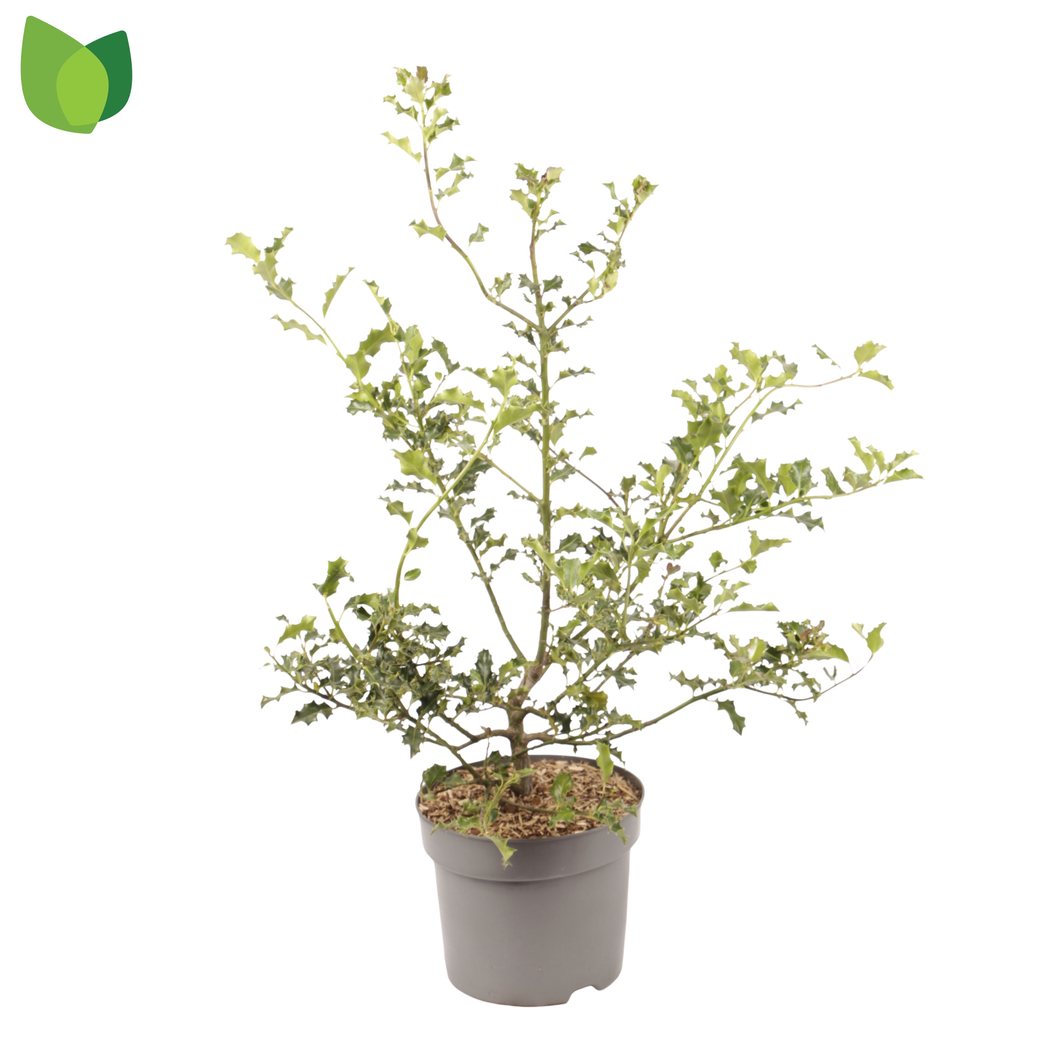 Ilex aquifolium