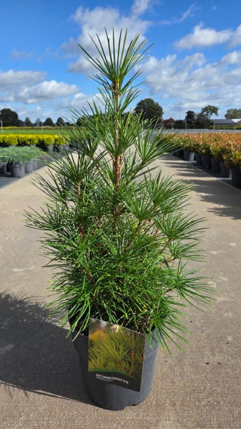 Sciadopitys verticillata