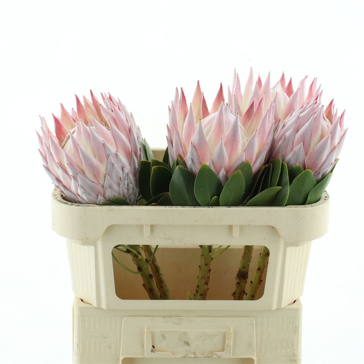 Protea Cynaroides 70cm