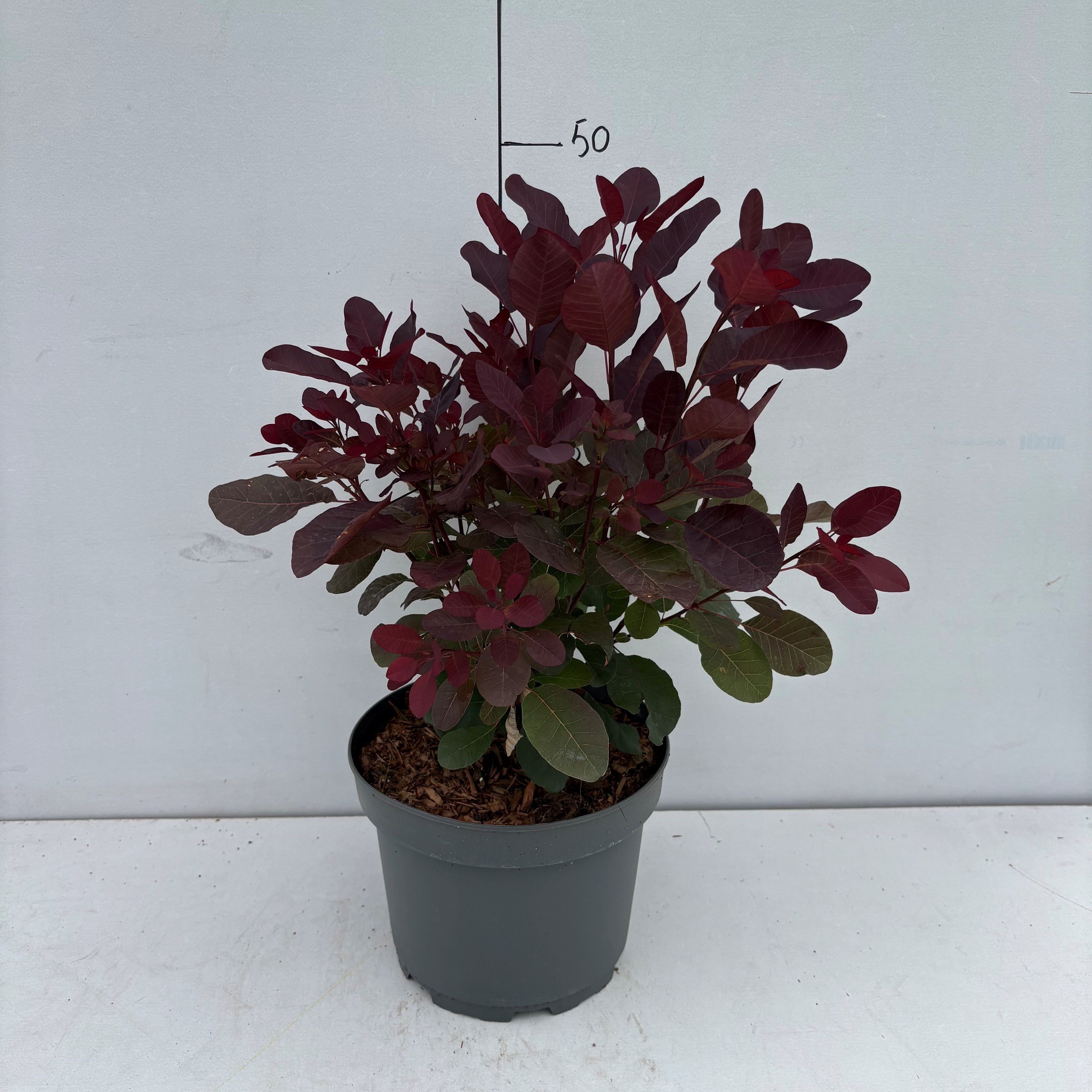 Cotinus coggygria 'Royal Purple'