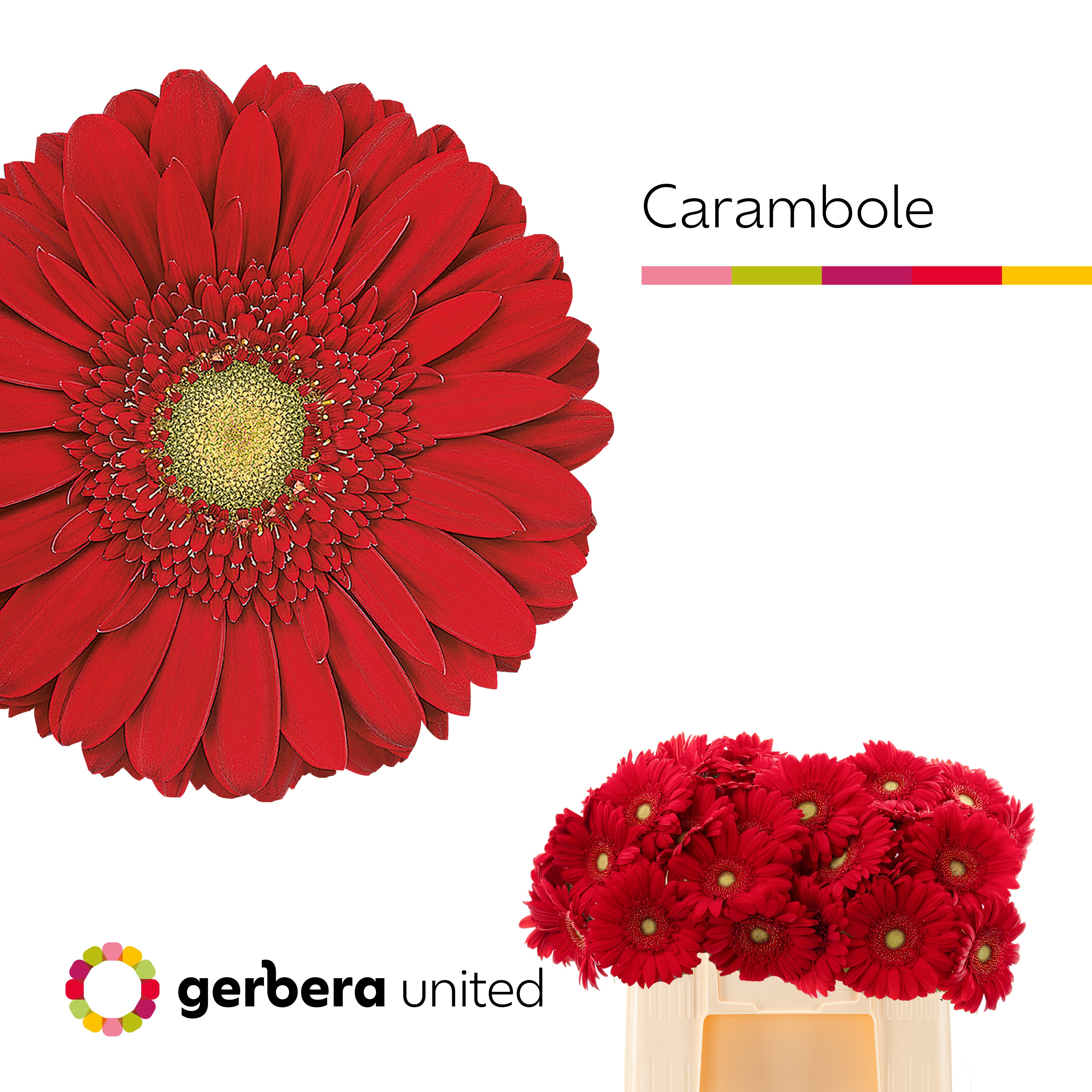Gerbera Carambole
