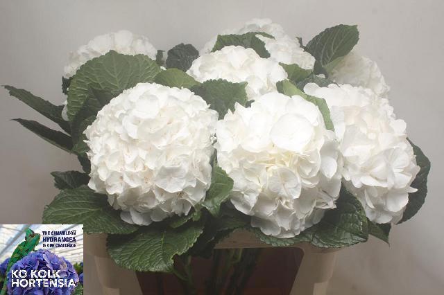 Hydrangea Allure 80cm 18Ø