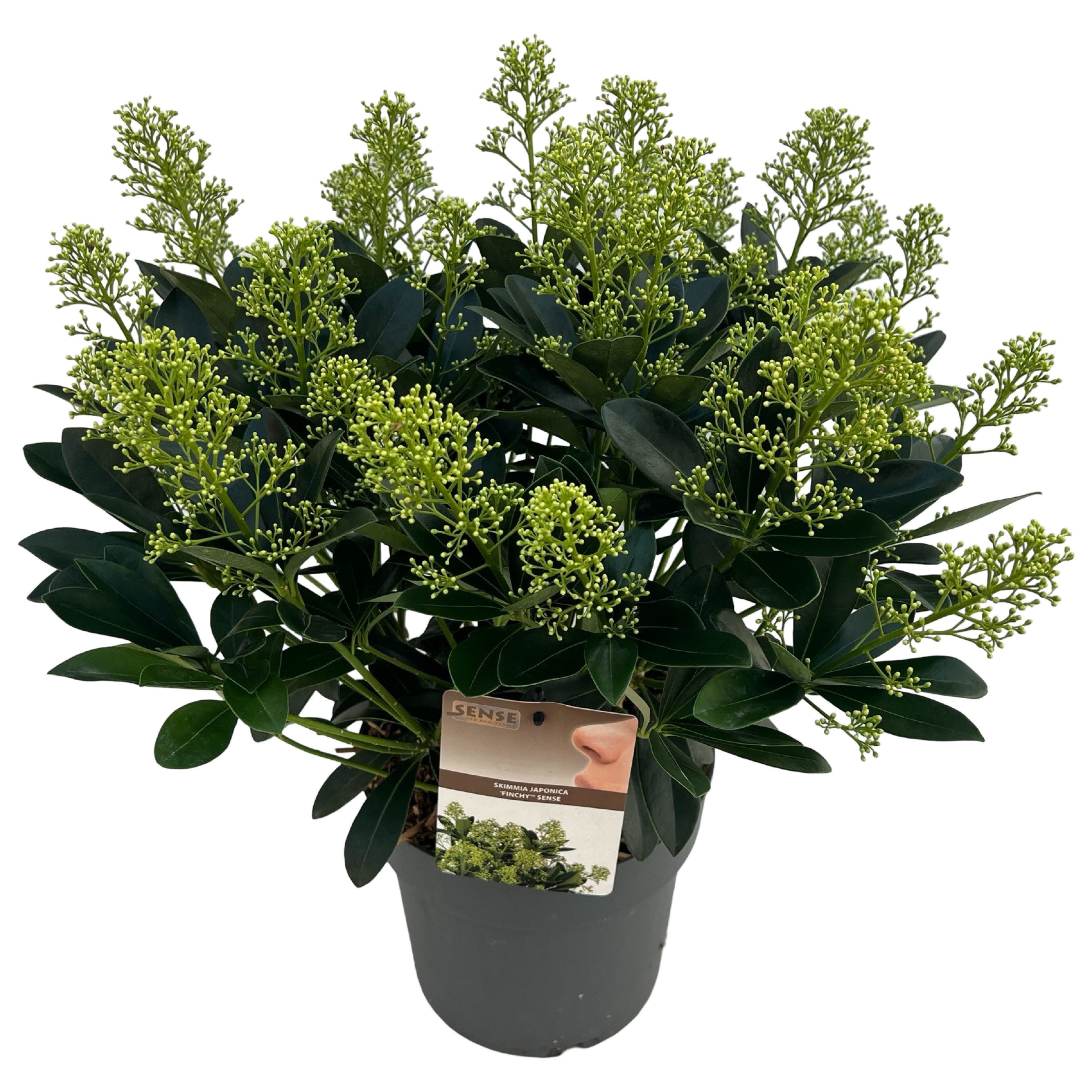 Picture of Skimmia jap. Finchy ® sense P23 (5 Ltr) (LOOSE)