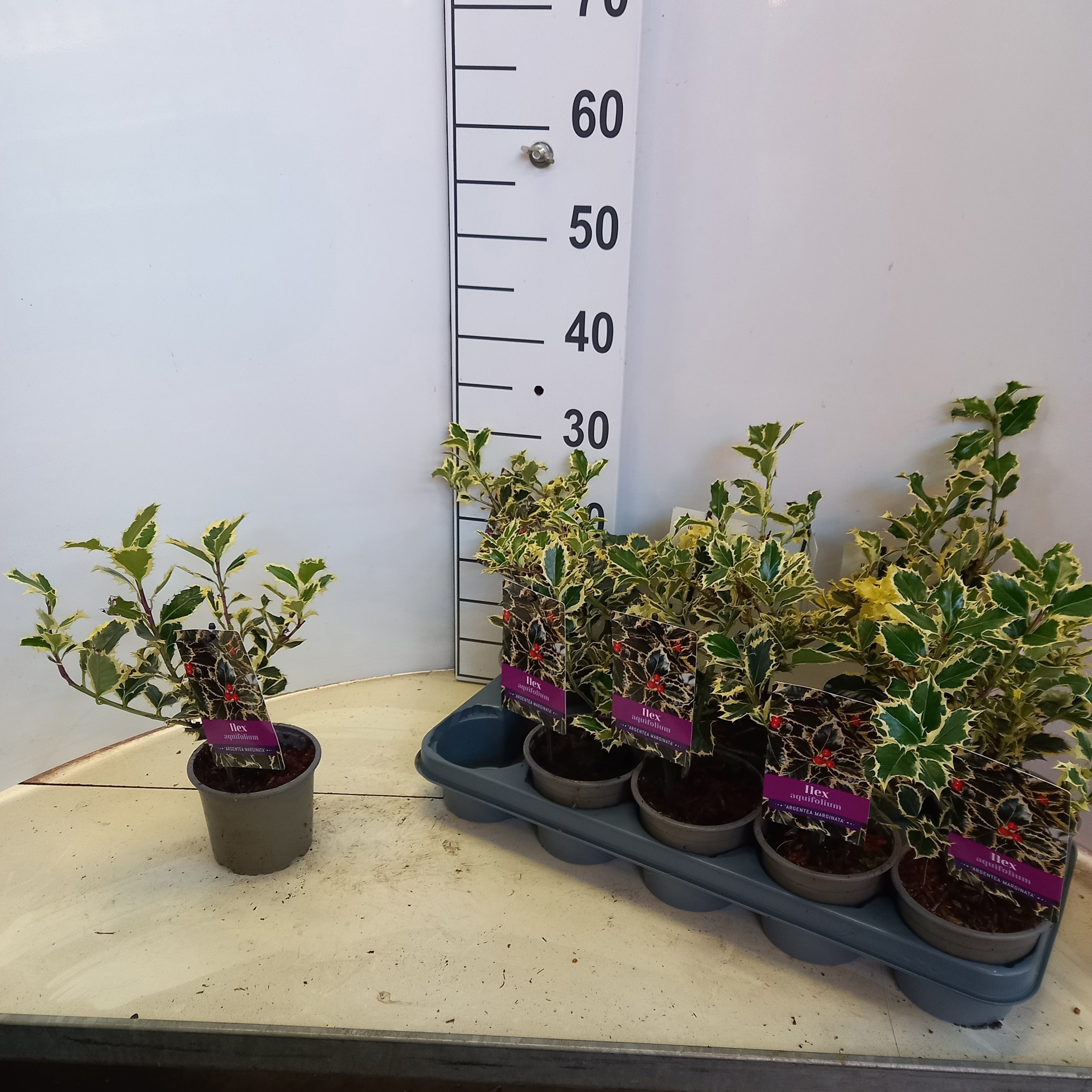 Ilex Aq Argentea Mar 20cm