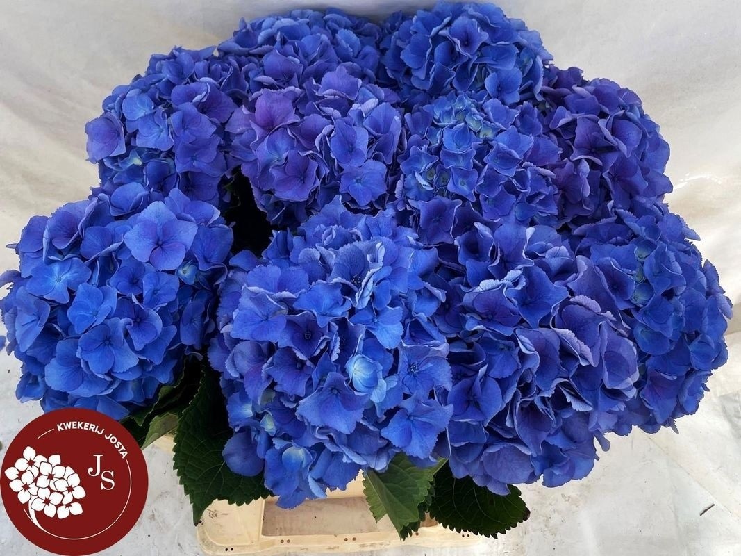 Hydrangea Royal Parade 70cm 18Ø
