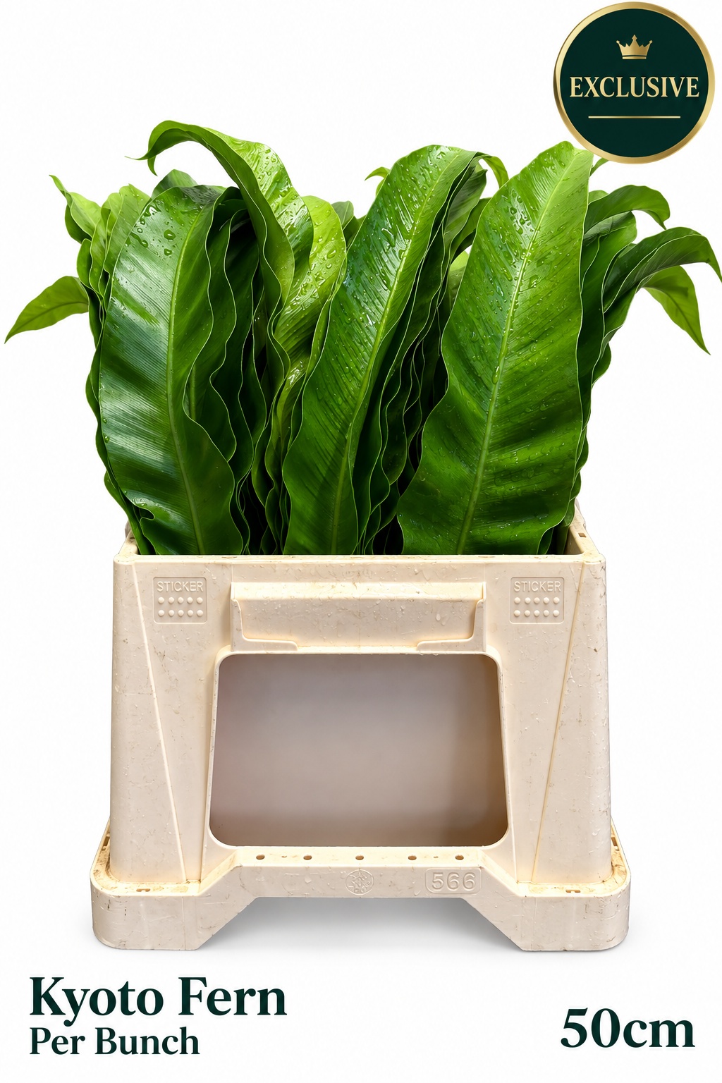 Decogroen Groot Blad