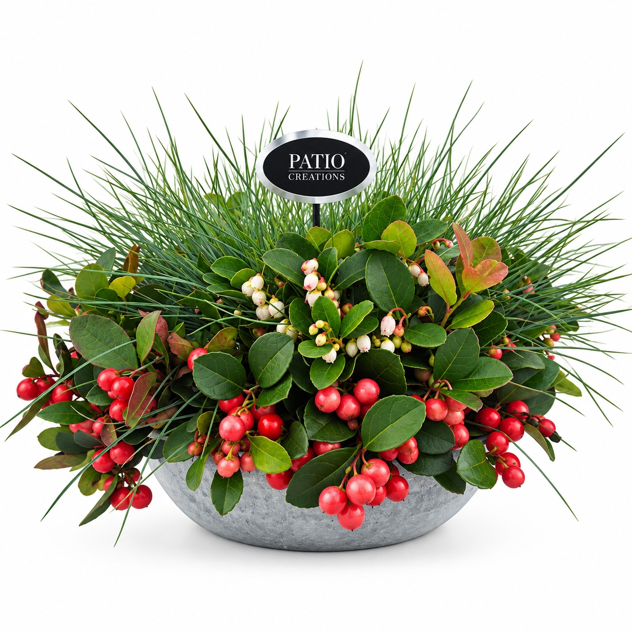 Festuca GLF602-1 Gaultheria- Festuca zink schaal