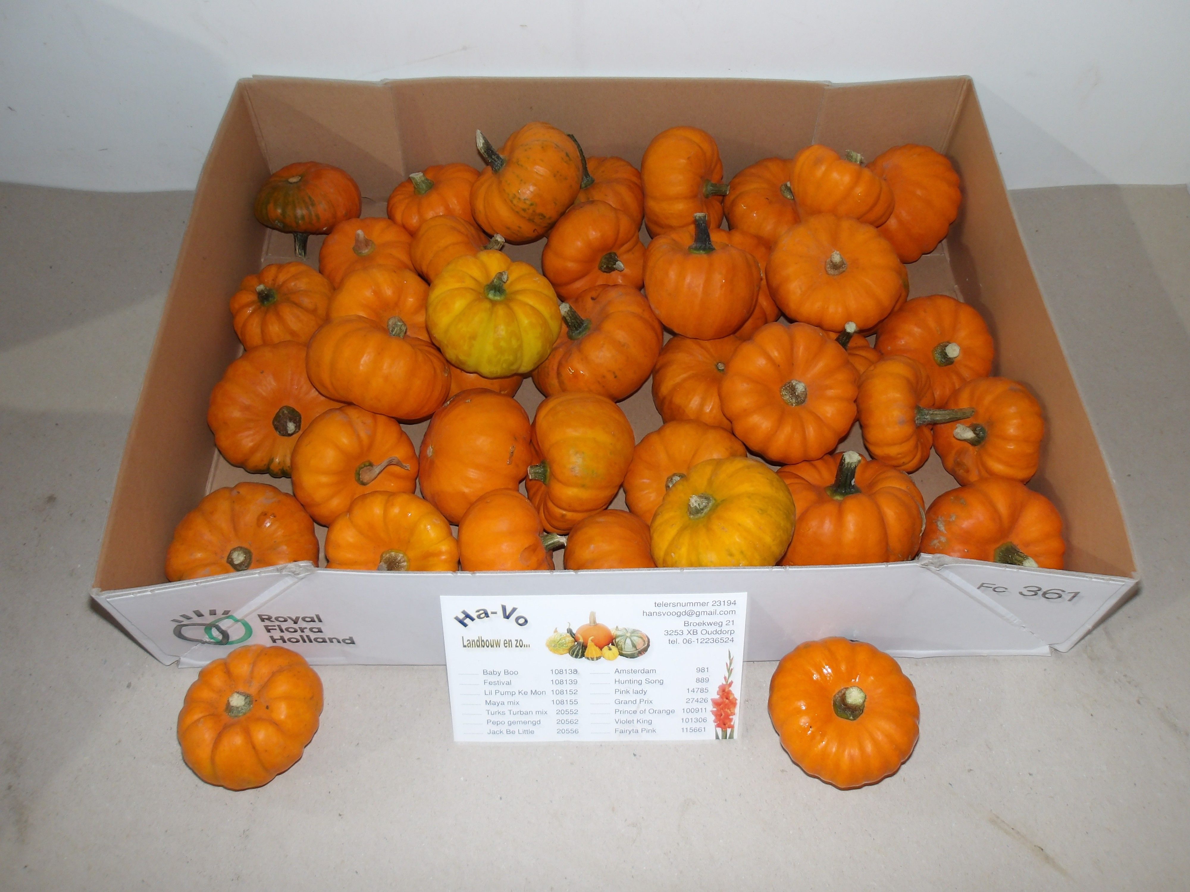 Cucurbita Jack Be Little