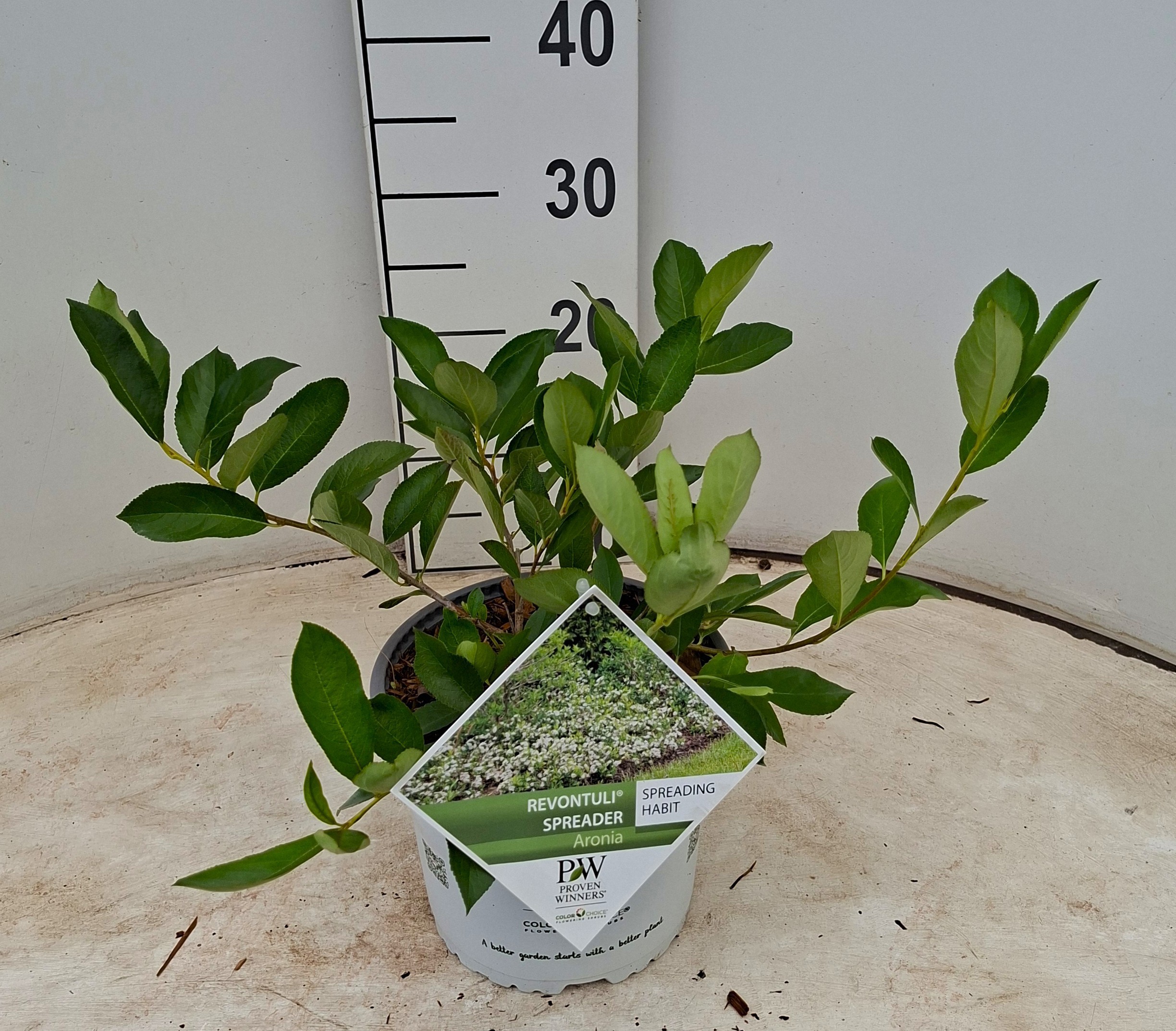 Aronia melanocarpa Revontuli® Spreader ('UCONNAM012')
