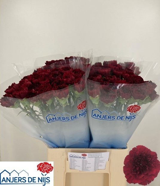 Dianthus Zurigo 60cm