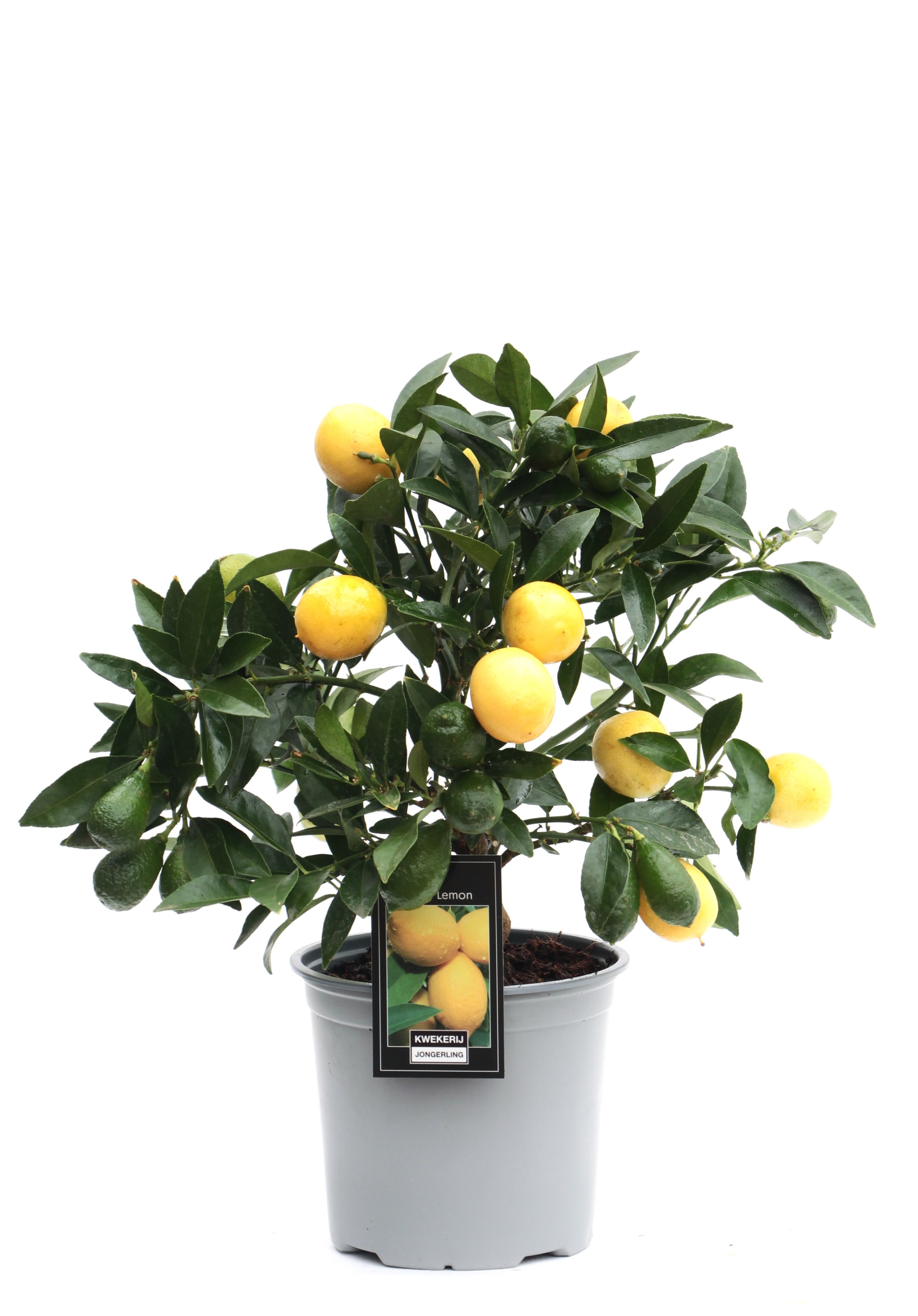 Picture of Citrus Lemon op rek P15 37/CM