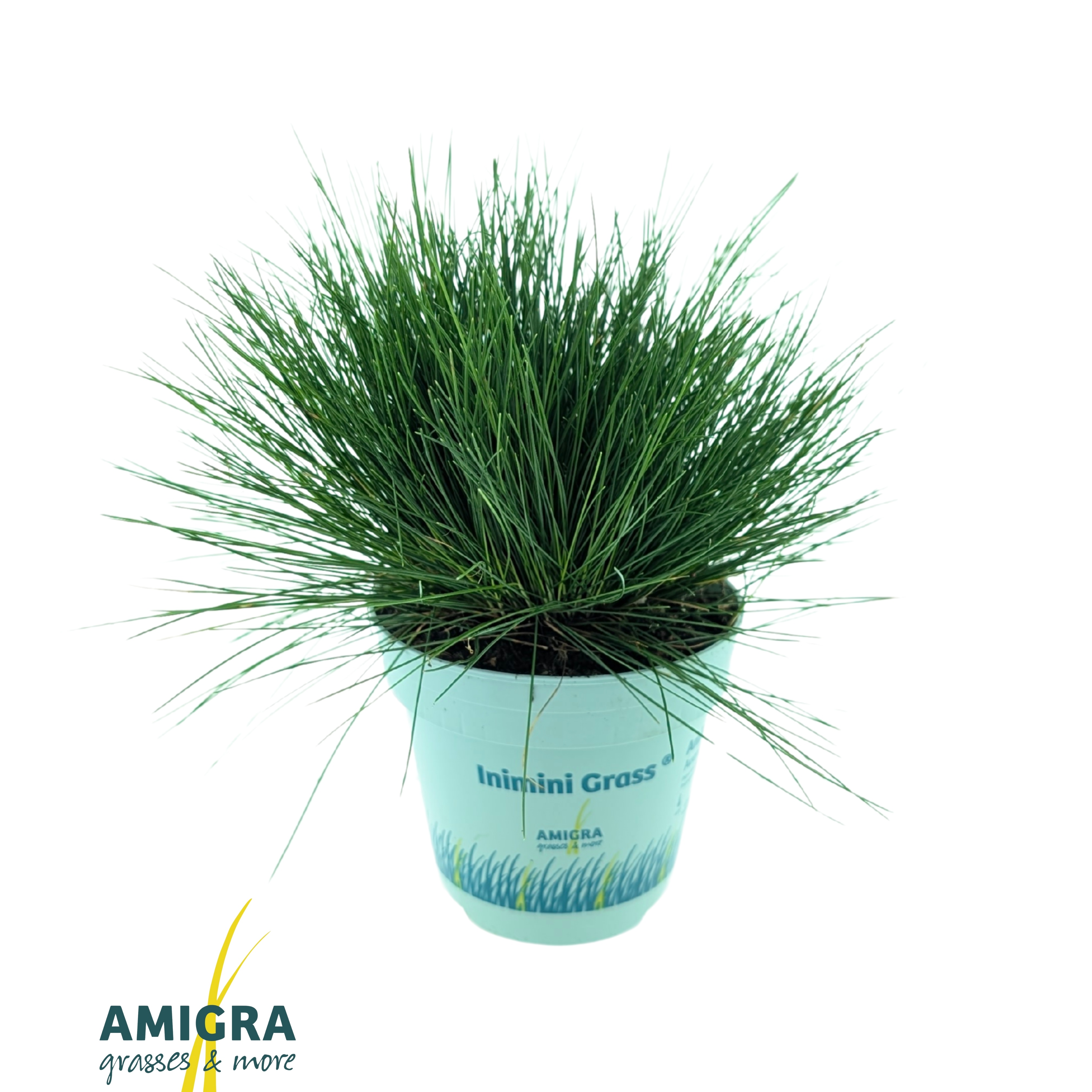 Picture of Festuca gautieri AmiGreen®