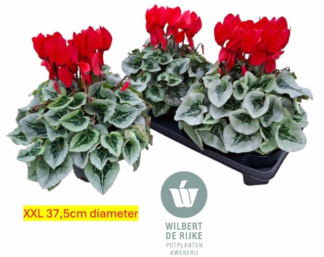 Cycl Gr Sup Mammoth 17P 35H 37Ø Cm 23bloei