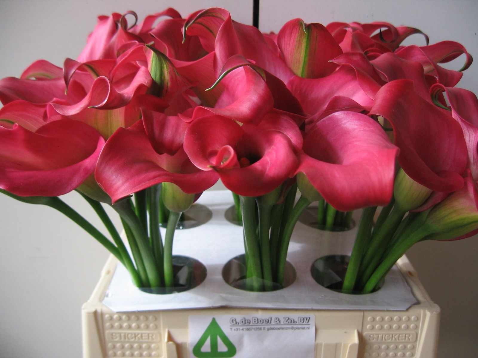 Calla Zazu 40cm