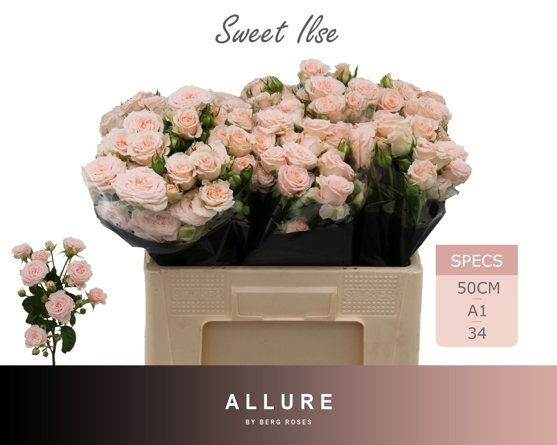 R Tr Sweet Ilse 50cm