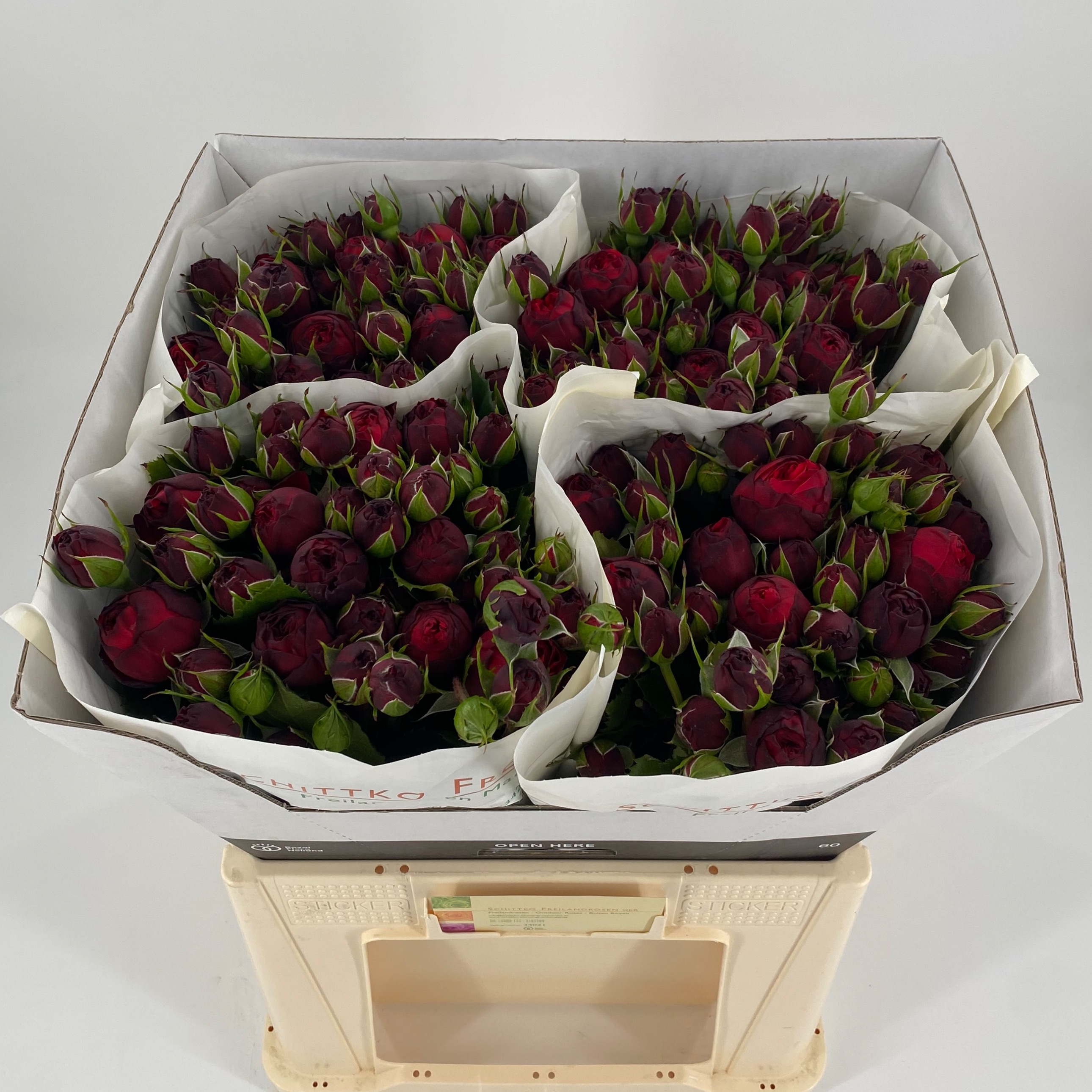 Rosa Garden Red Piano 60cm