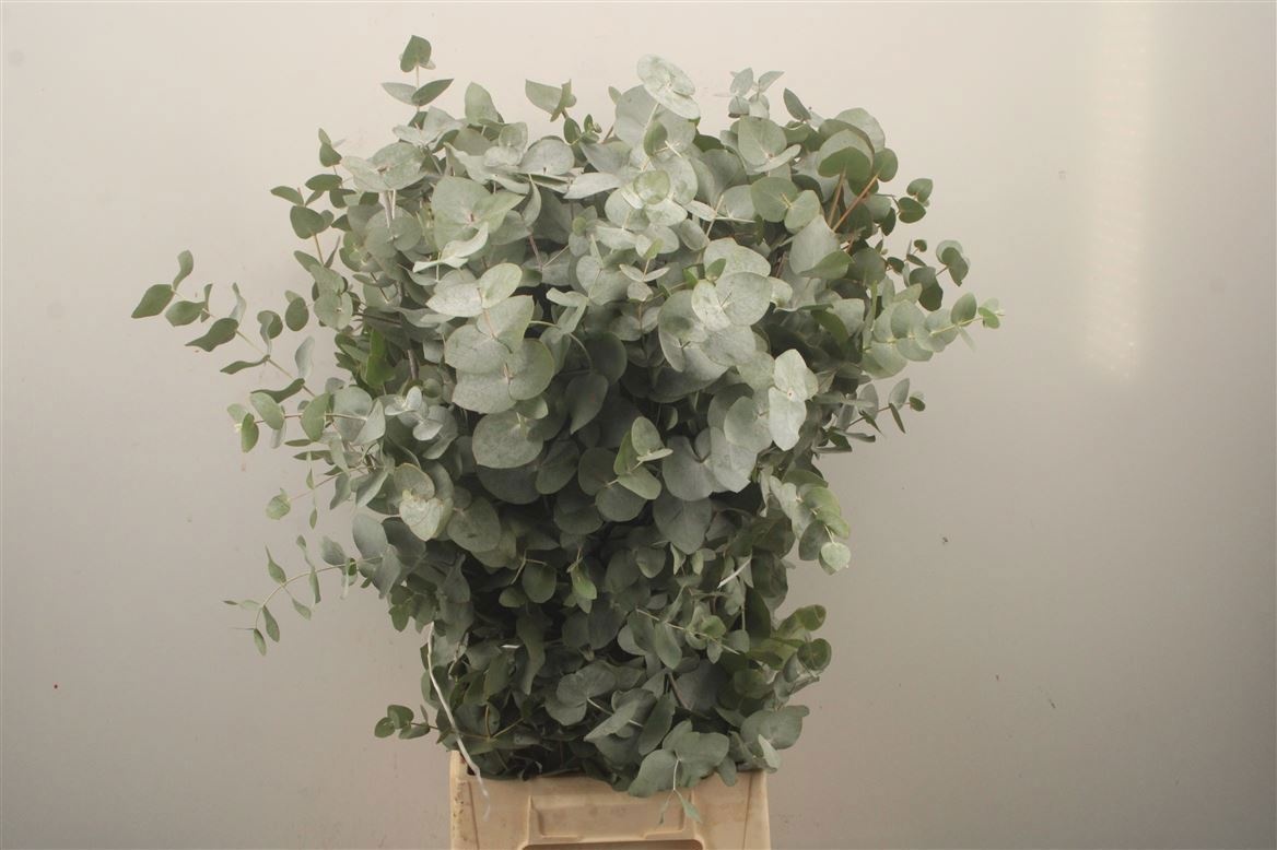 Euc Cinerea Per Bos 70L.cm 300gram