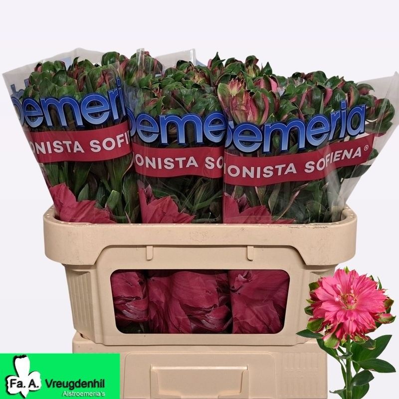 Alstr Fash Sofiena 70cm 70gram