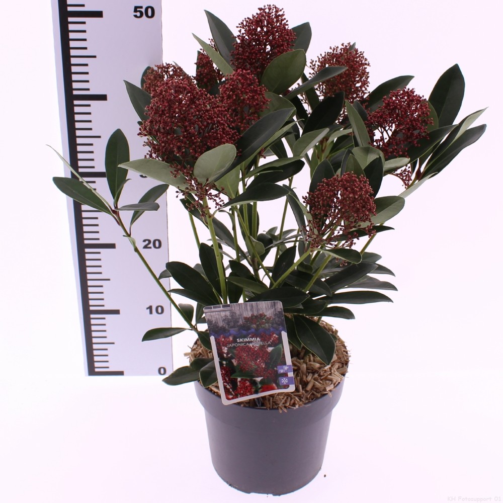 Picture of Skimmia jap. Rubella P19 (3 Ltr) (LOOSE)