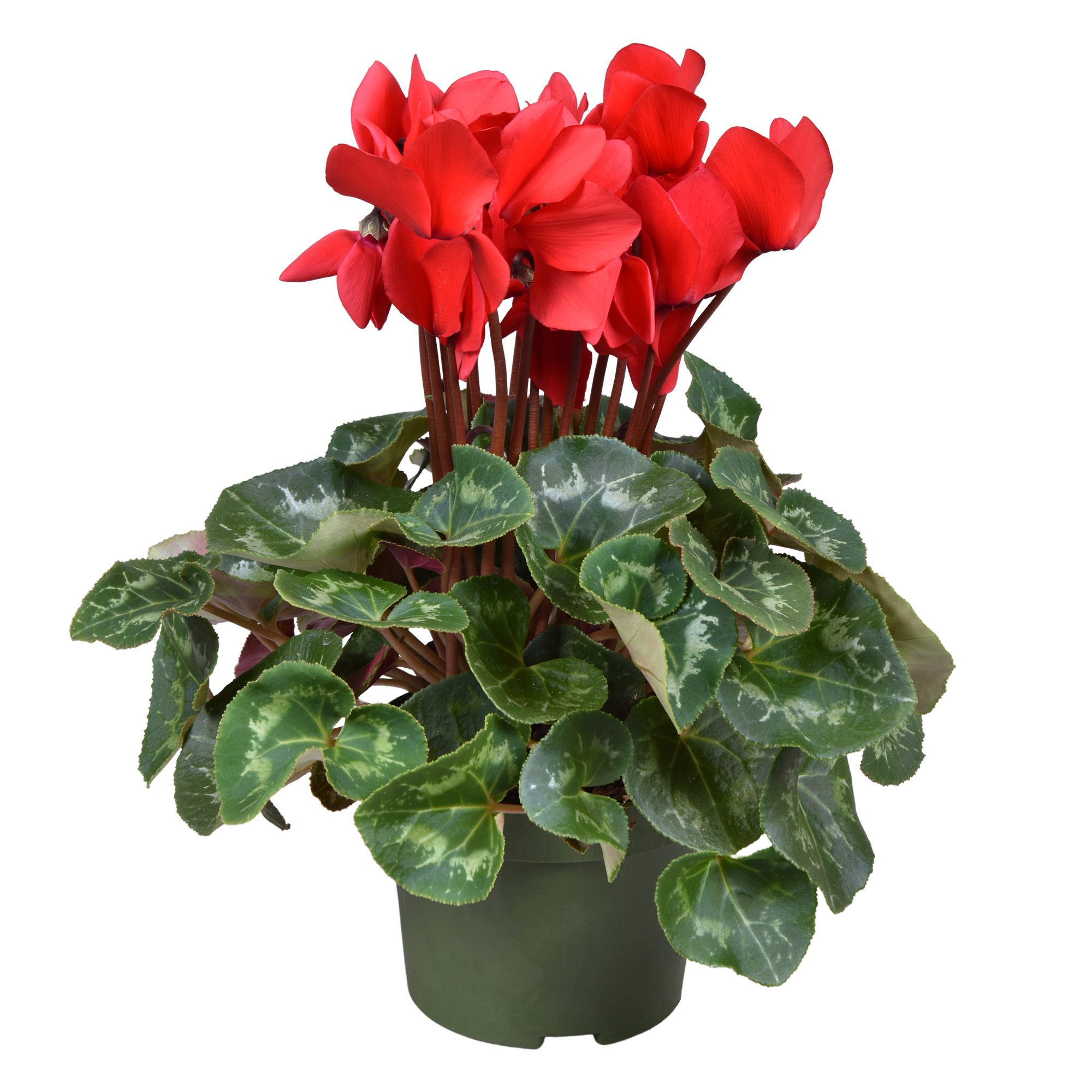 Picture of Cyclamen Mammoth Red big flowers P13 30CM