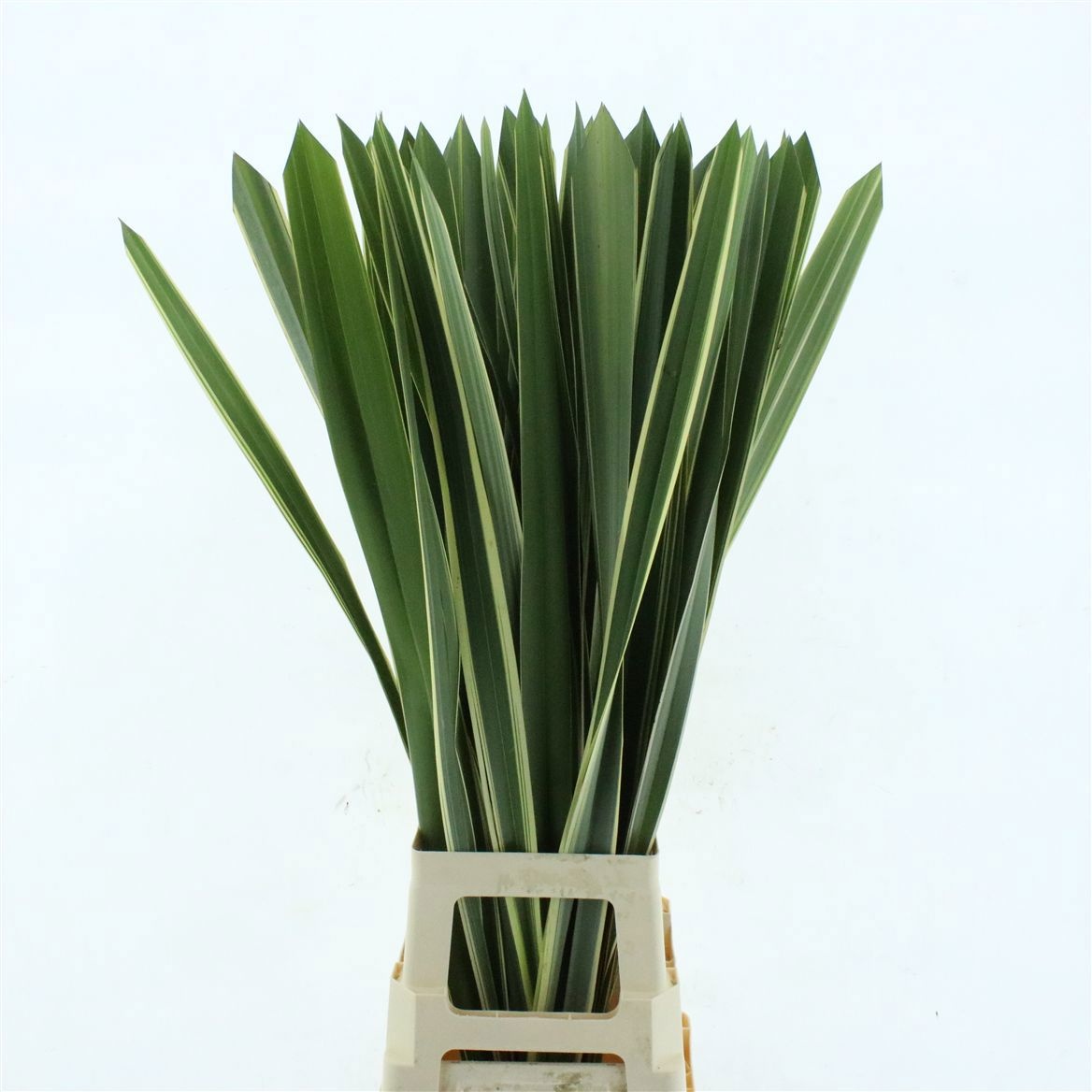 Phormium Ten Variega 100cm