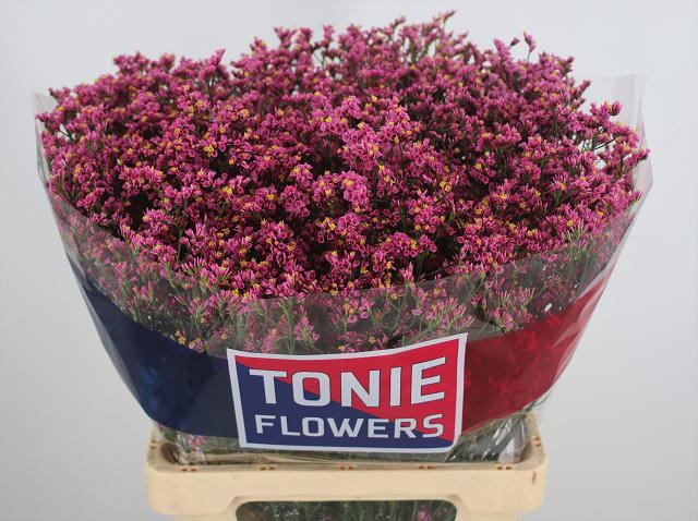 Limonium Sin Princess Diamond 60cm 28gram