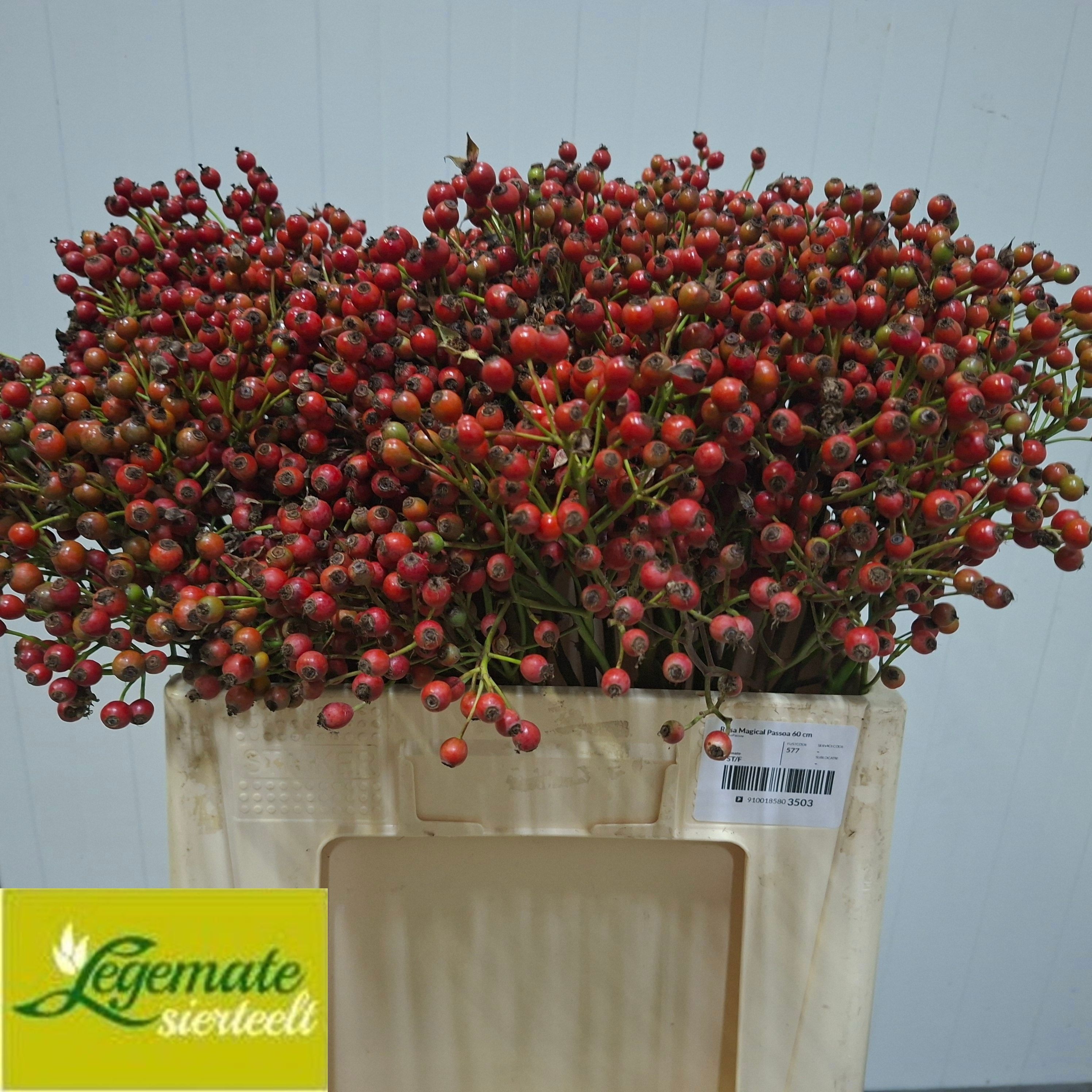 Rosa Passoa 60cm