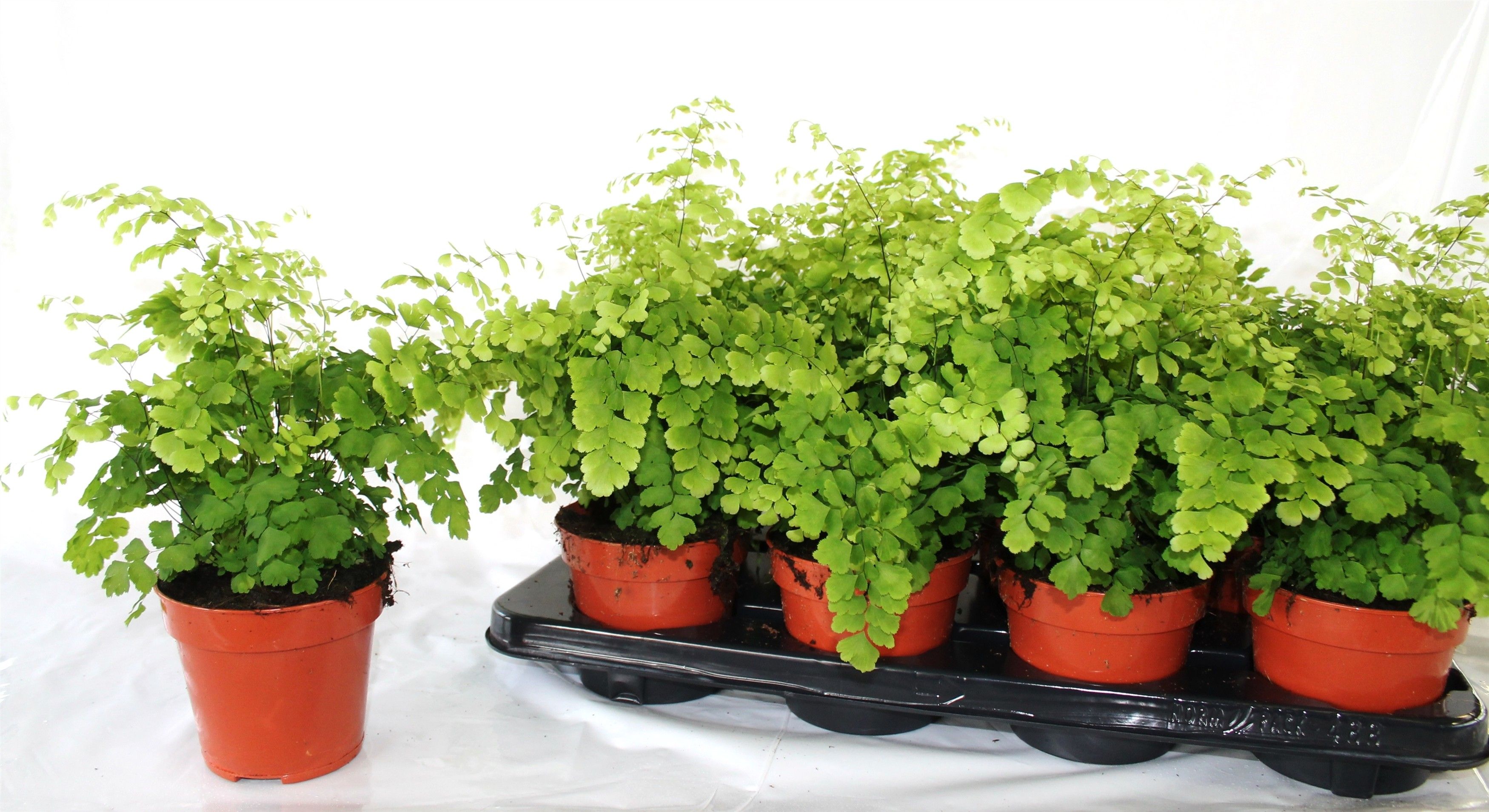 Adiantum raddianum 'Fragrans' - Venushaar